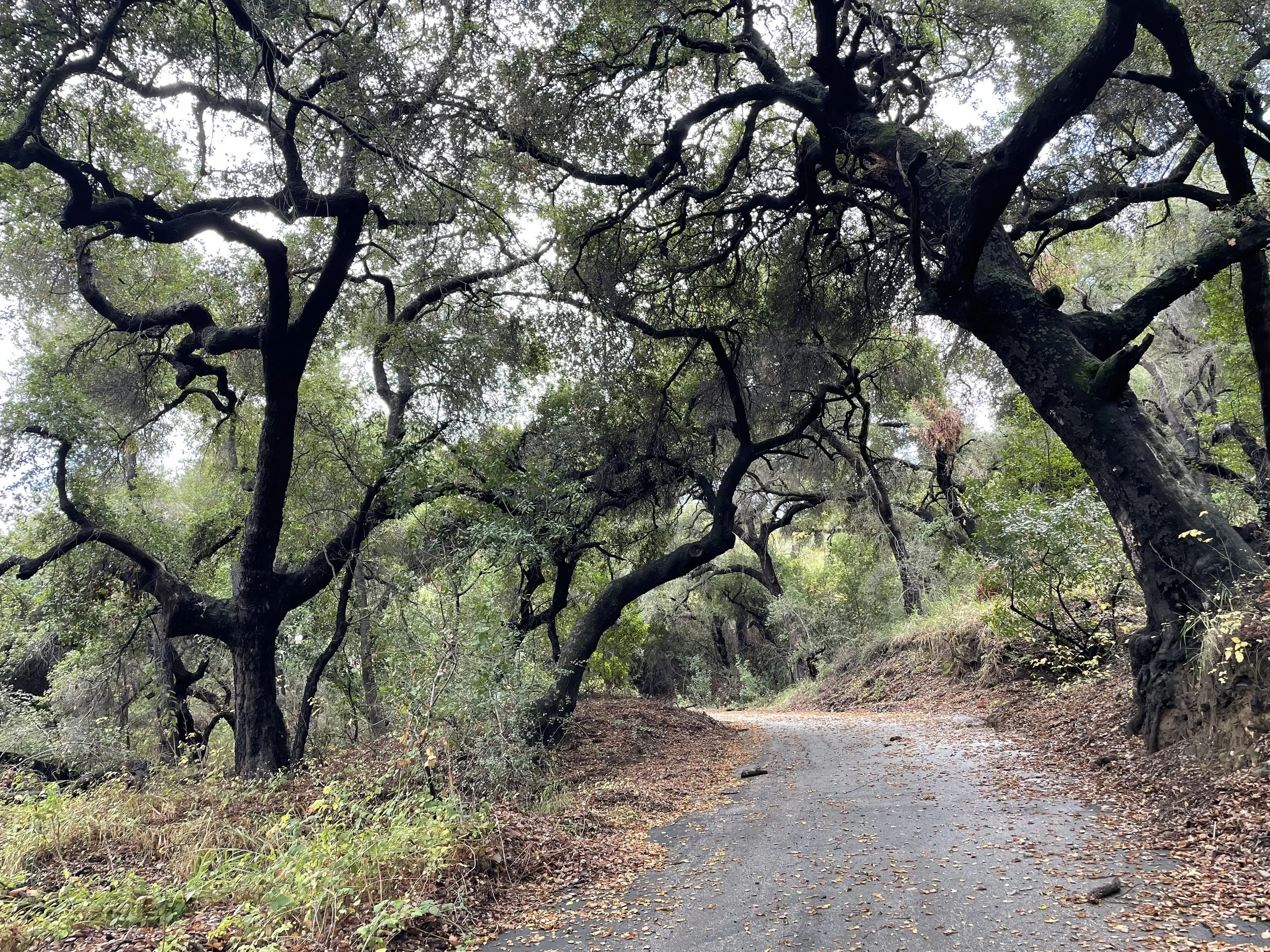 Oak woodland in Santa Monica Mountains