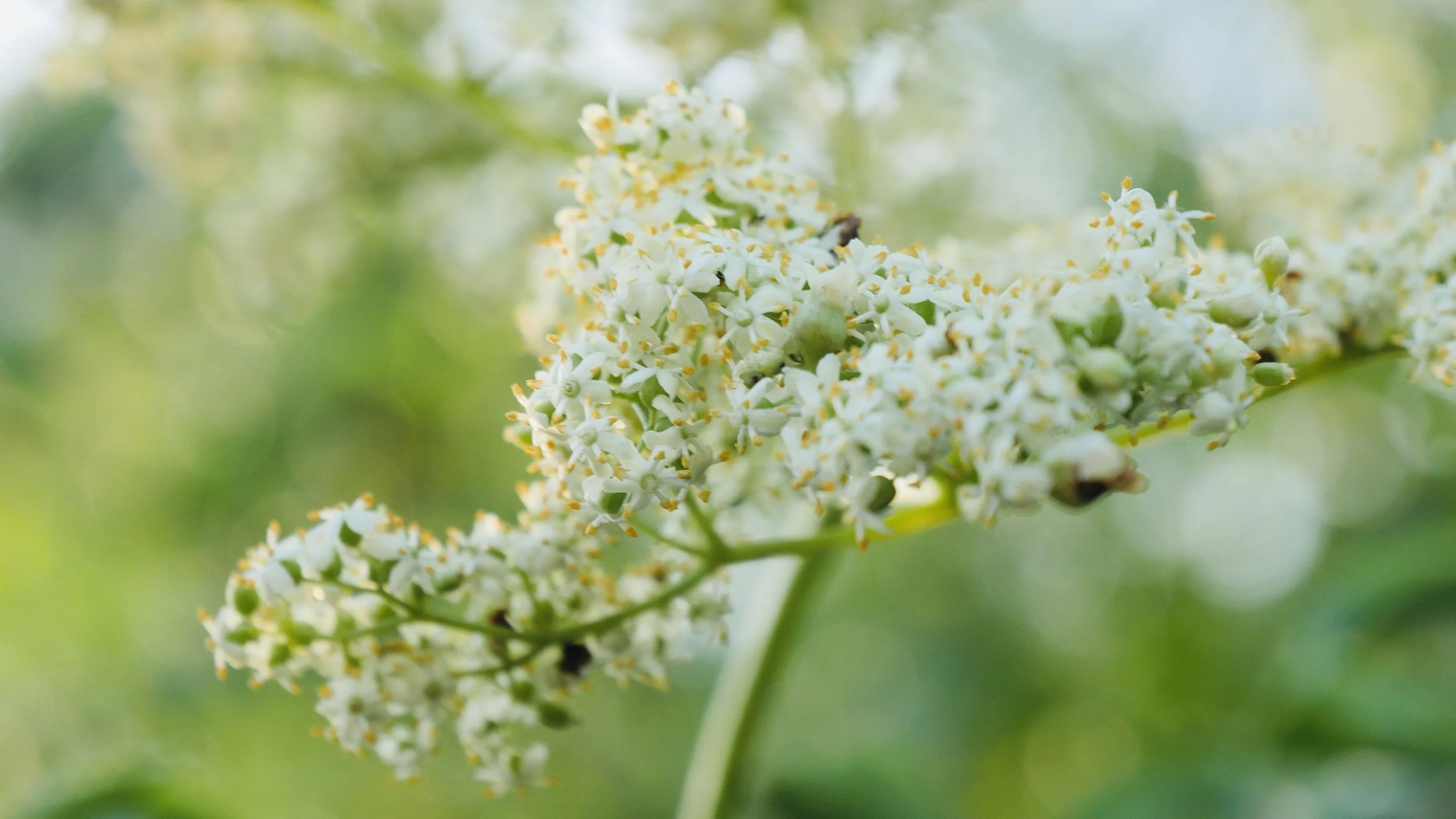 A cluster of creamy white elderberry flowers on the end of a green stem