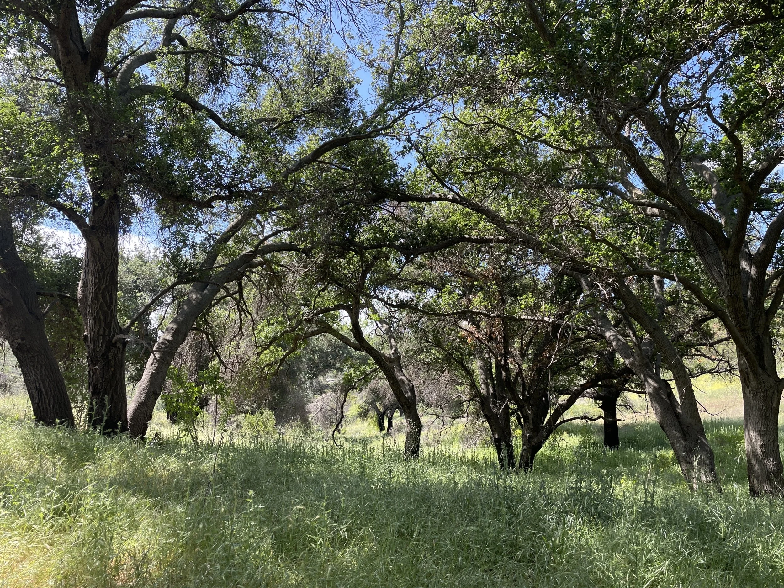 A mature oak woodland in the Santa Monica Mountains