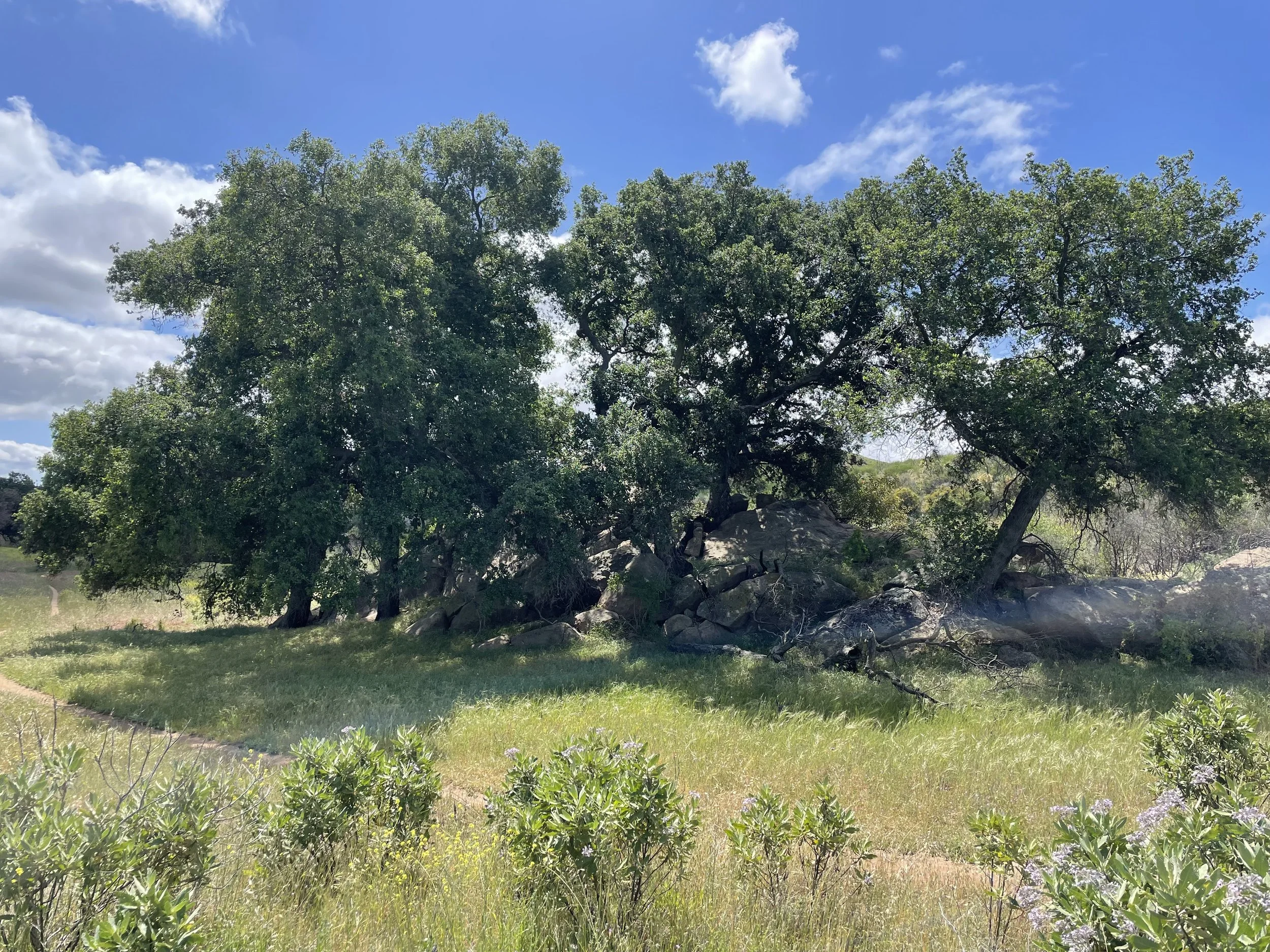Oak woodland in the Santa Monica Mountains