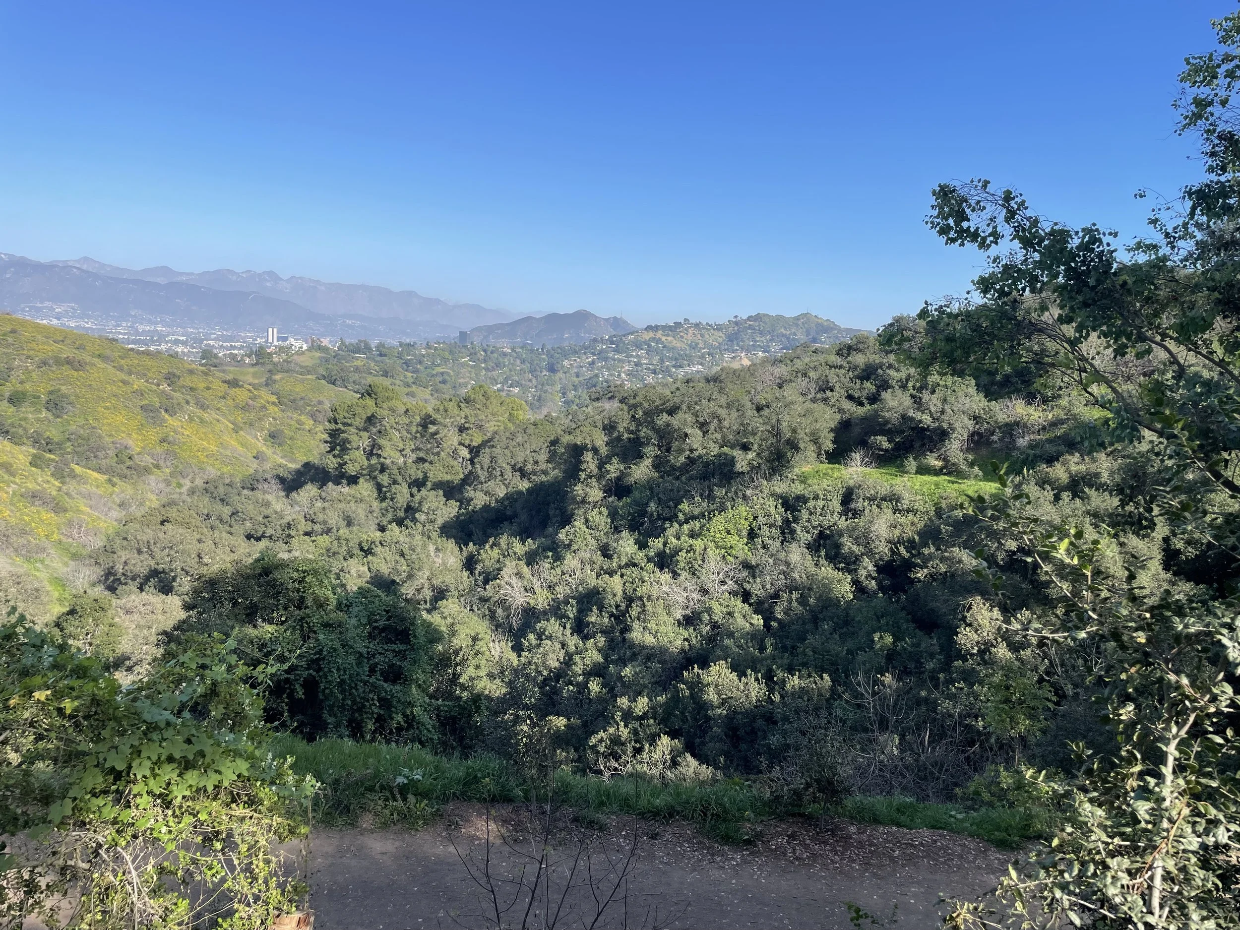 Chaparral hillside in Griffith Park