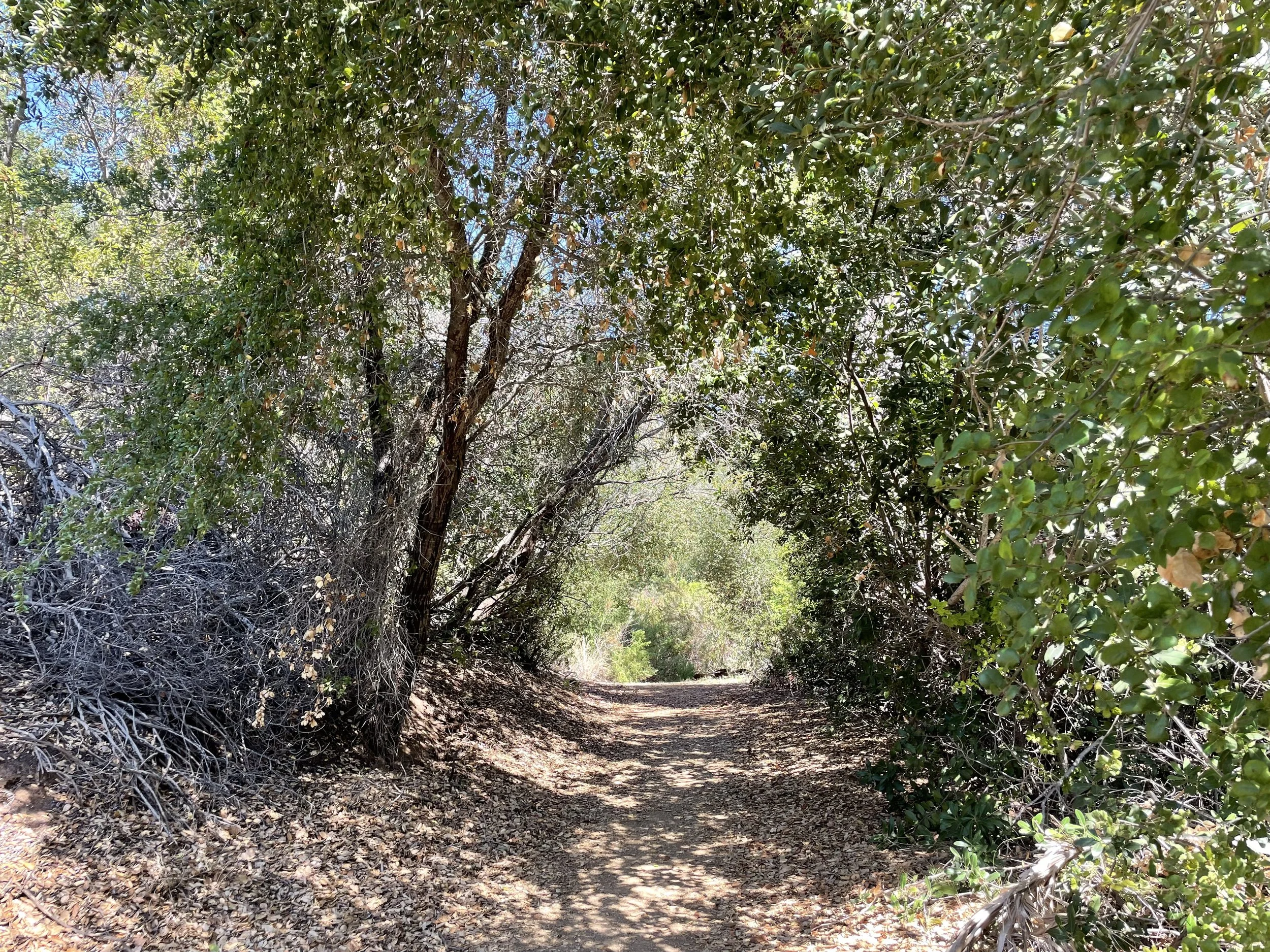 Oak woodland in the Santa Monica Mountains