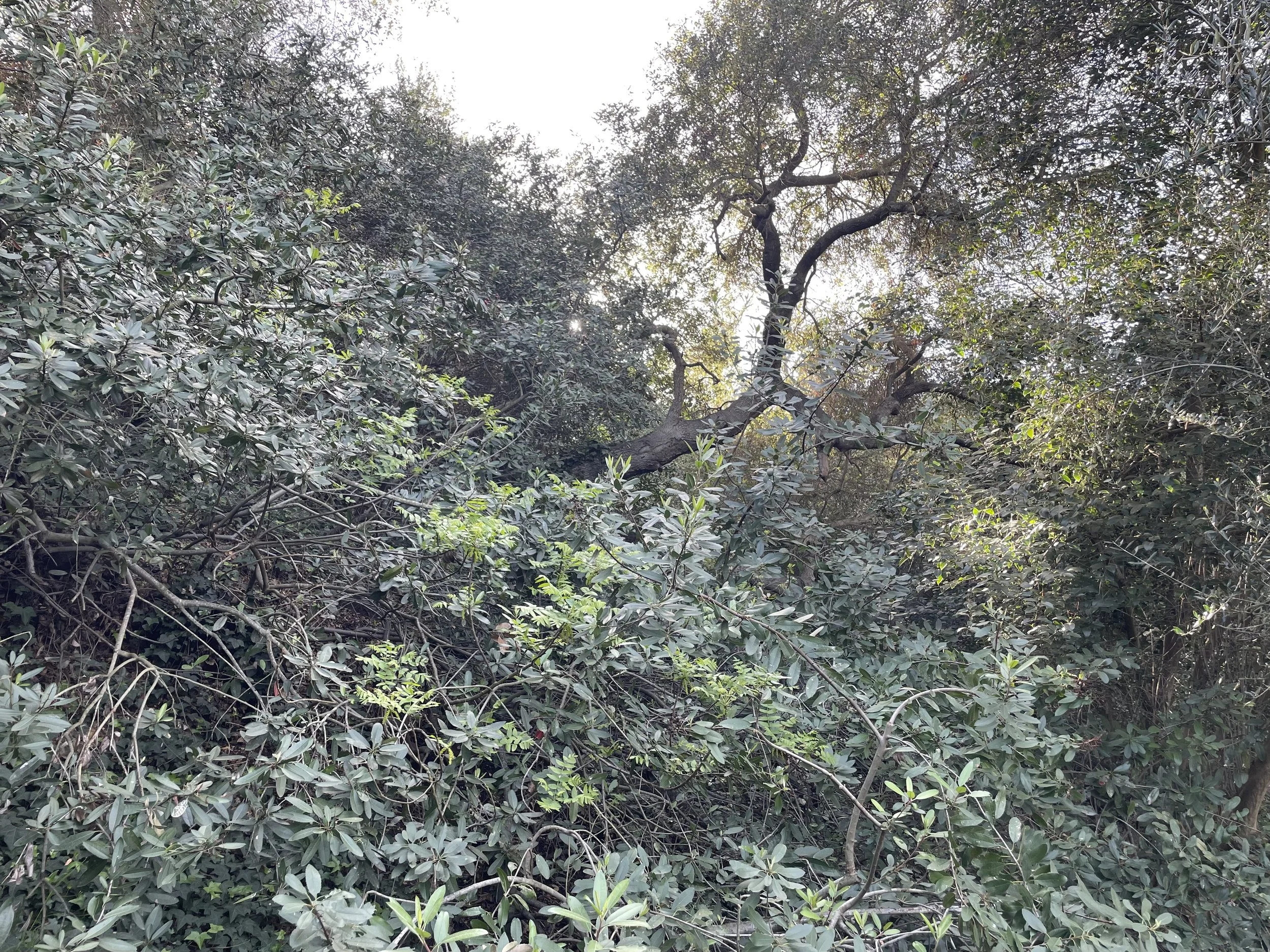 A shady oak woodland 