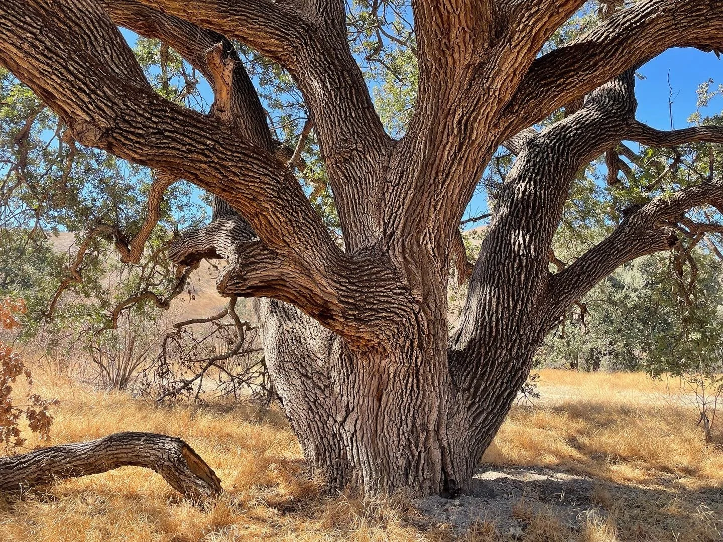 A mammoth valley oak in the Santa Monica Mountains