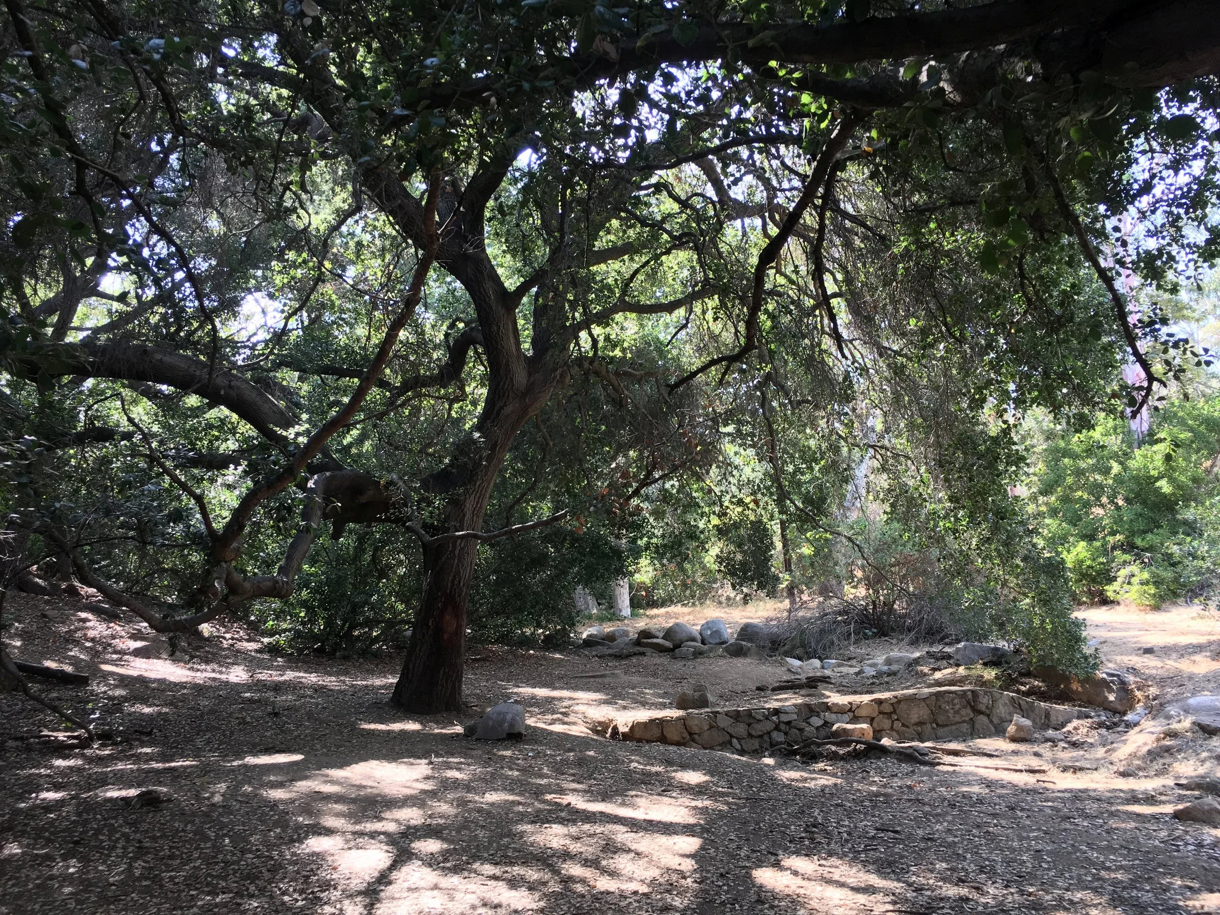 A mature oak woodland in Los Angeles