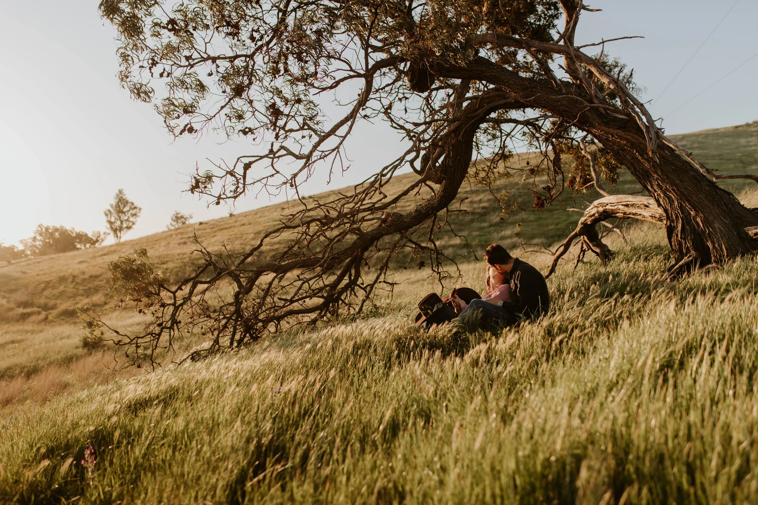 A couple sitting under a large, twisted tree on a grassy hillside during sunset, sharing a kiss.