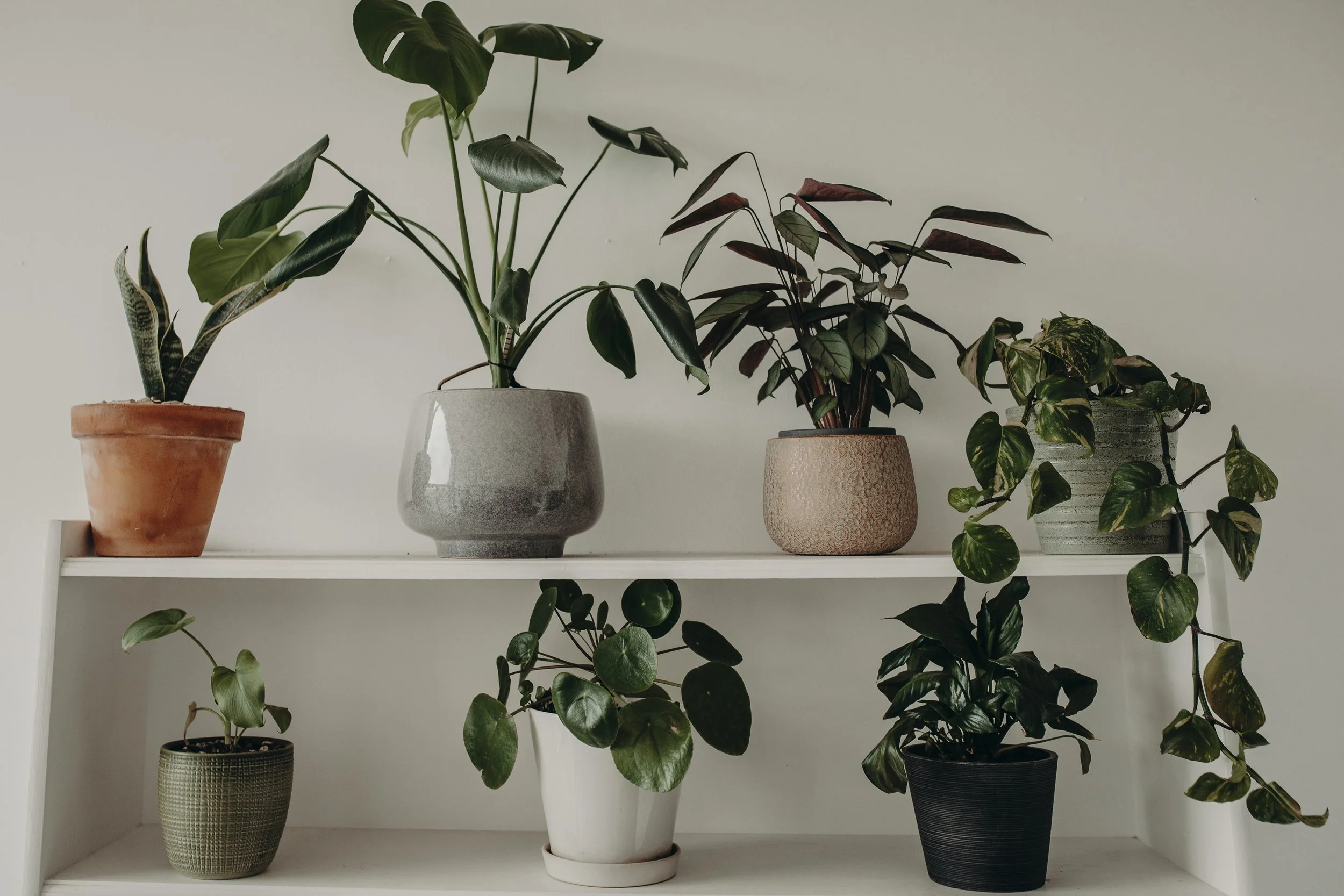 Collection of seven potted houseplants on a white two-tier shelf against a beige wall.