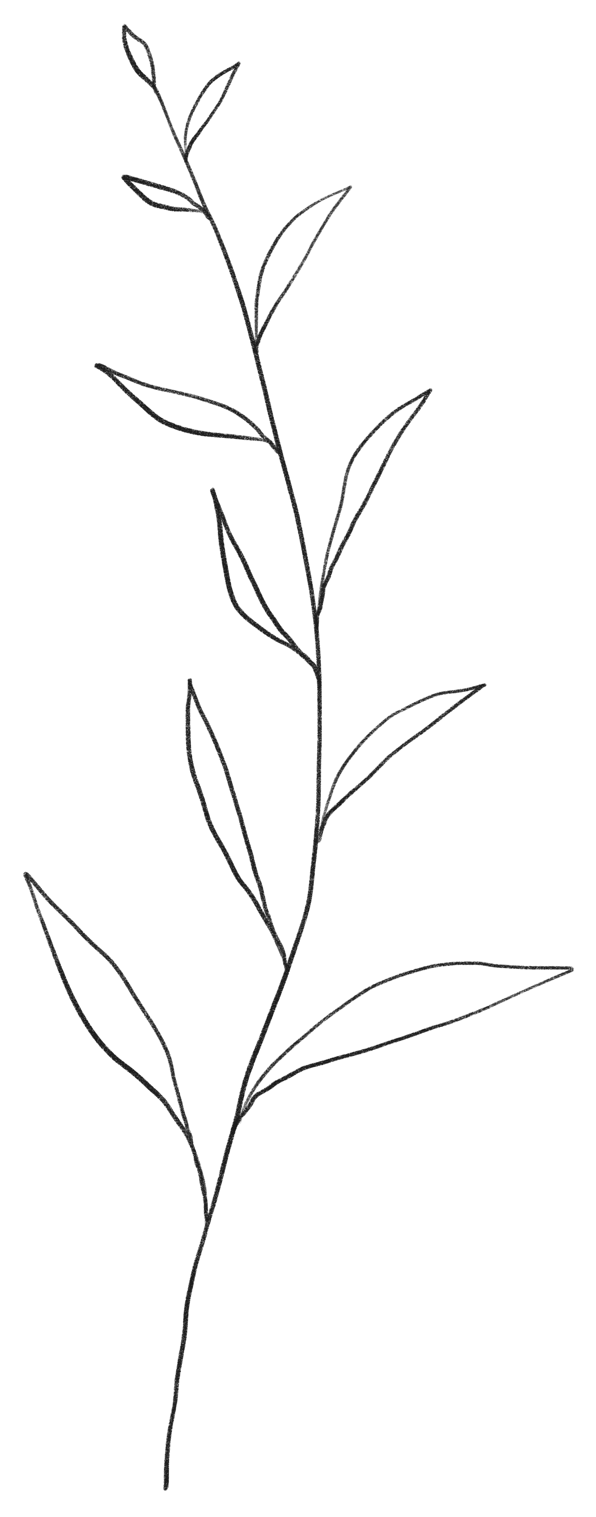 Outline drawing of a tall, slender plant with multiple elongated leaves on a central stem.