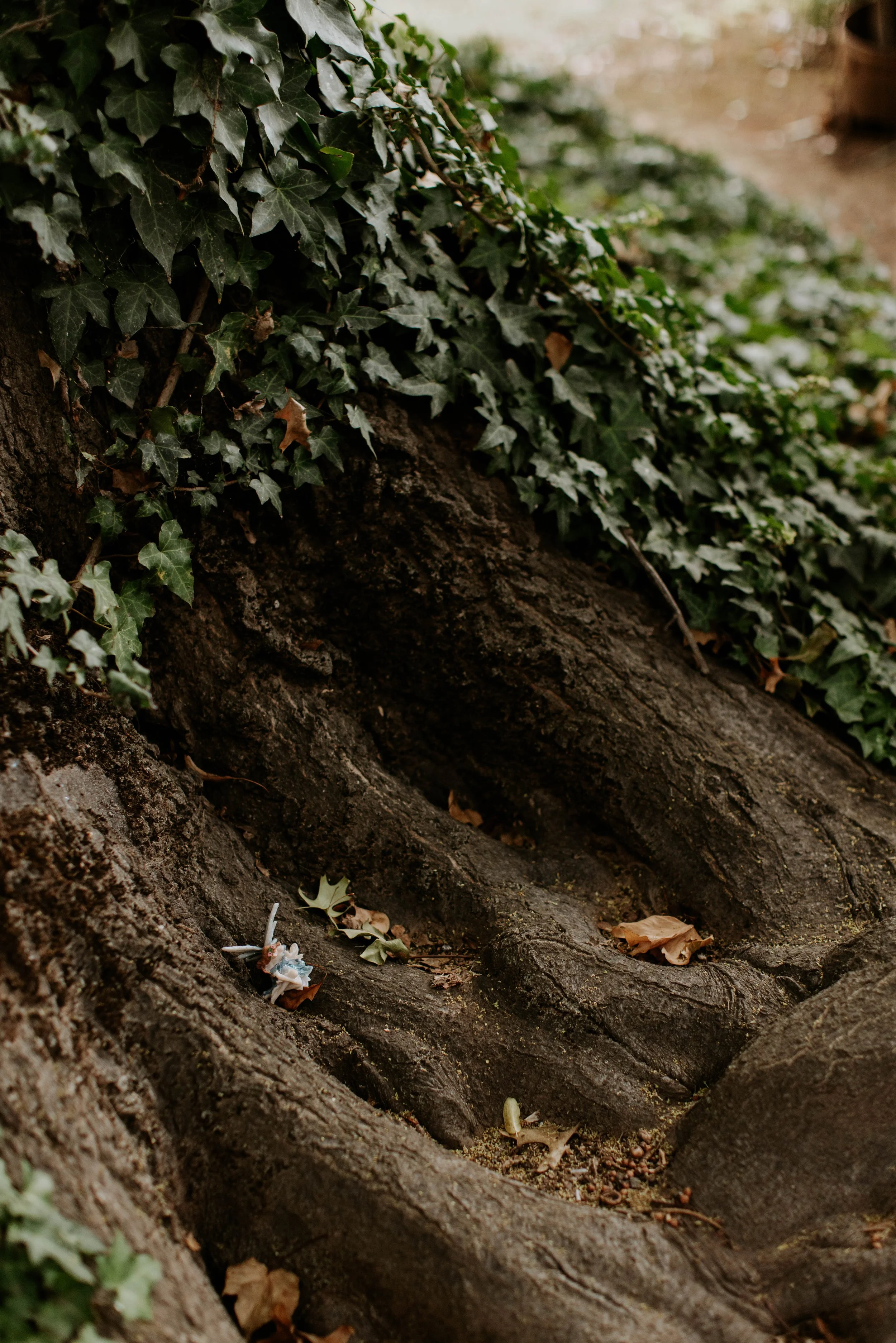 Close-up of tree roots at the base of a bush with green ivy leaves, some fallen leaves, and a small figurine of a fairy near the roots.