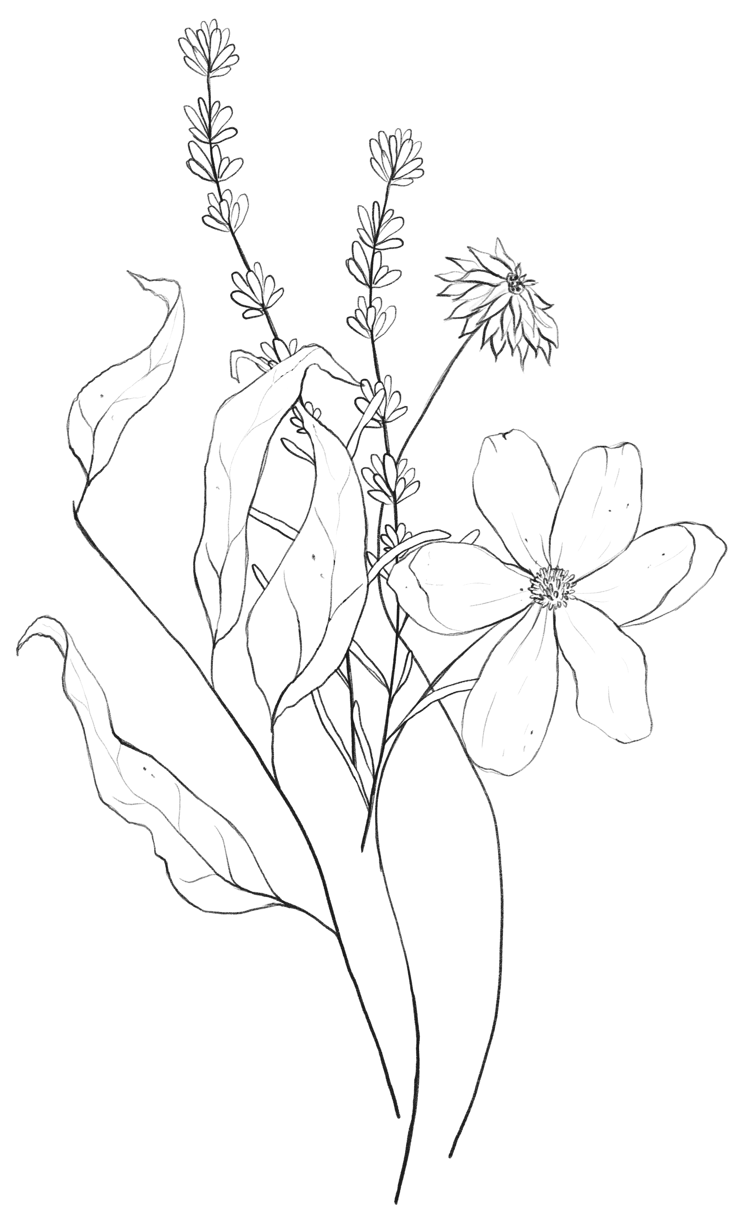Line drawing of a botanical arrangement including a large flower with five petals, tall slender flowers with small clustered blooms, and broad leaves.