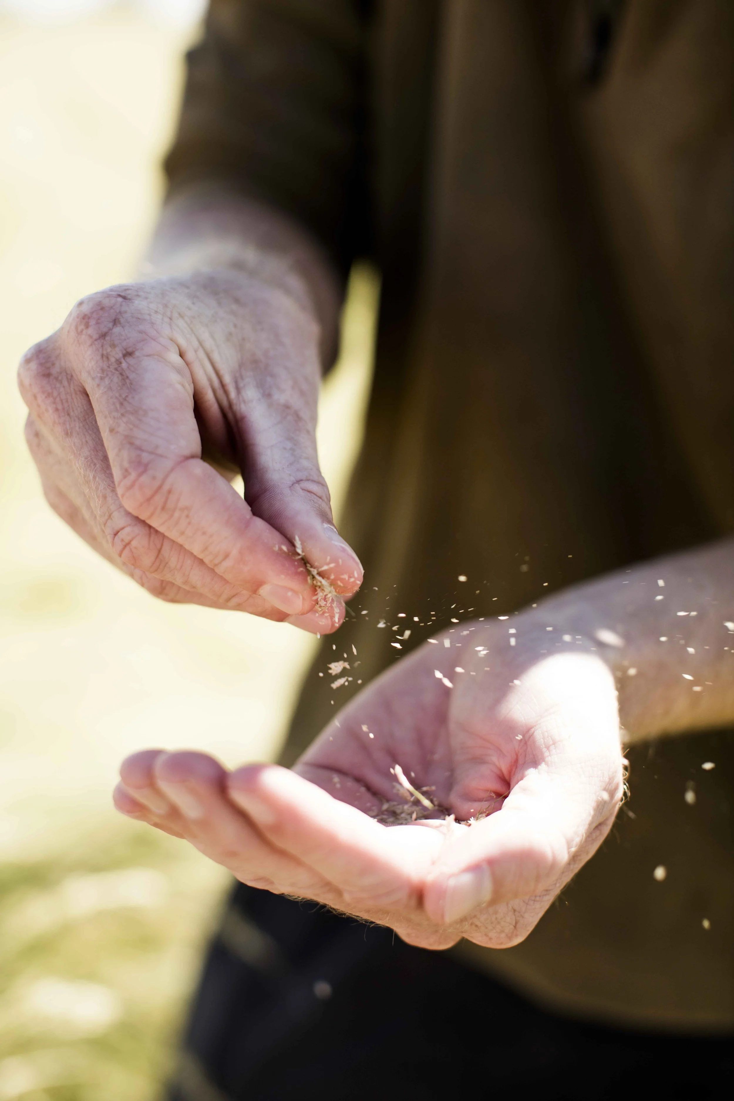 Close-up of a person's hands holding grain, with some grain falling from their fingers.