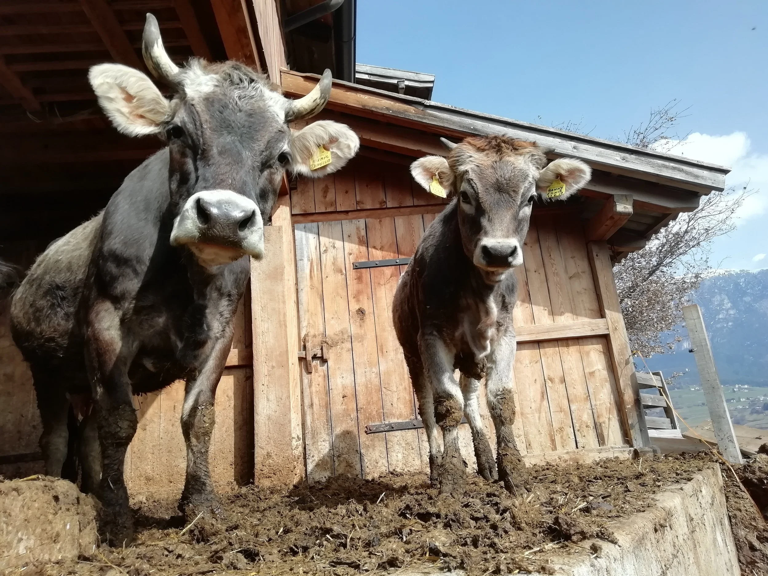 Zwei Kühe stehen vor einem Holzstall auf einem Bauernhof, mit Bergen im Hintergrund bei strahlendem Himmel.