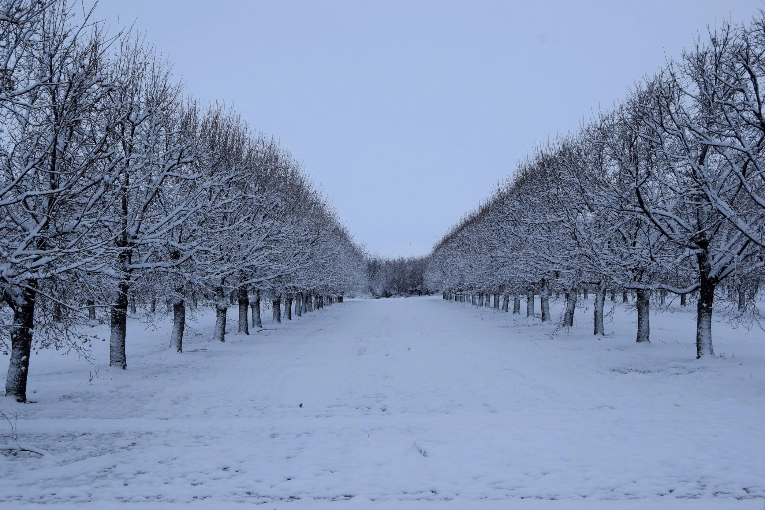 2020 02 04 Snow Fall 050a San Eli.JPG