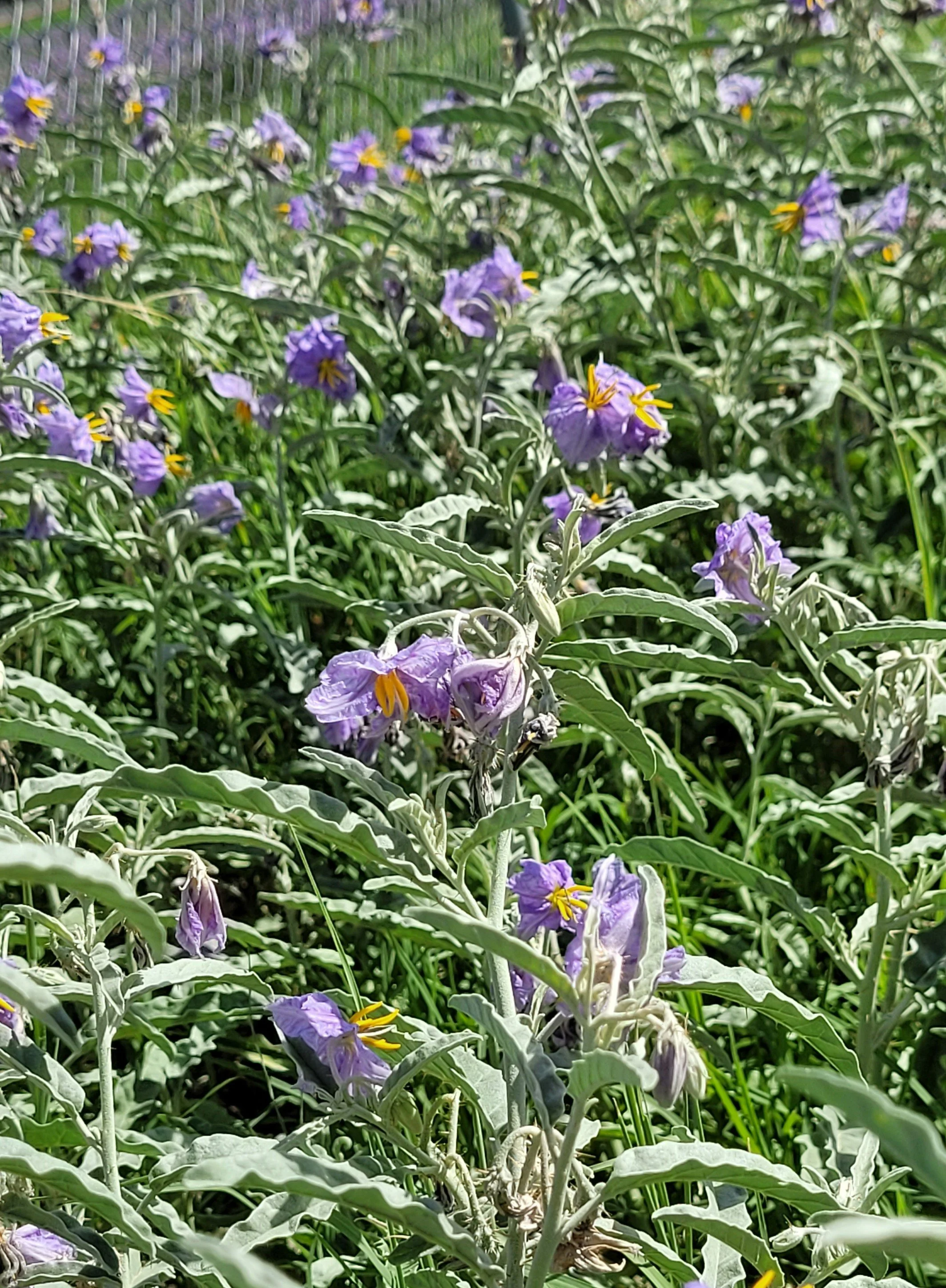 Colorful weeds 2022.jpg