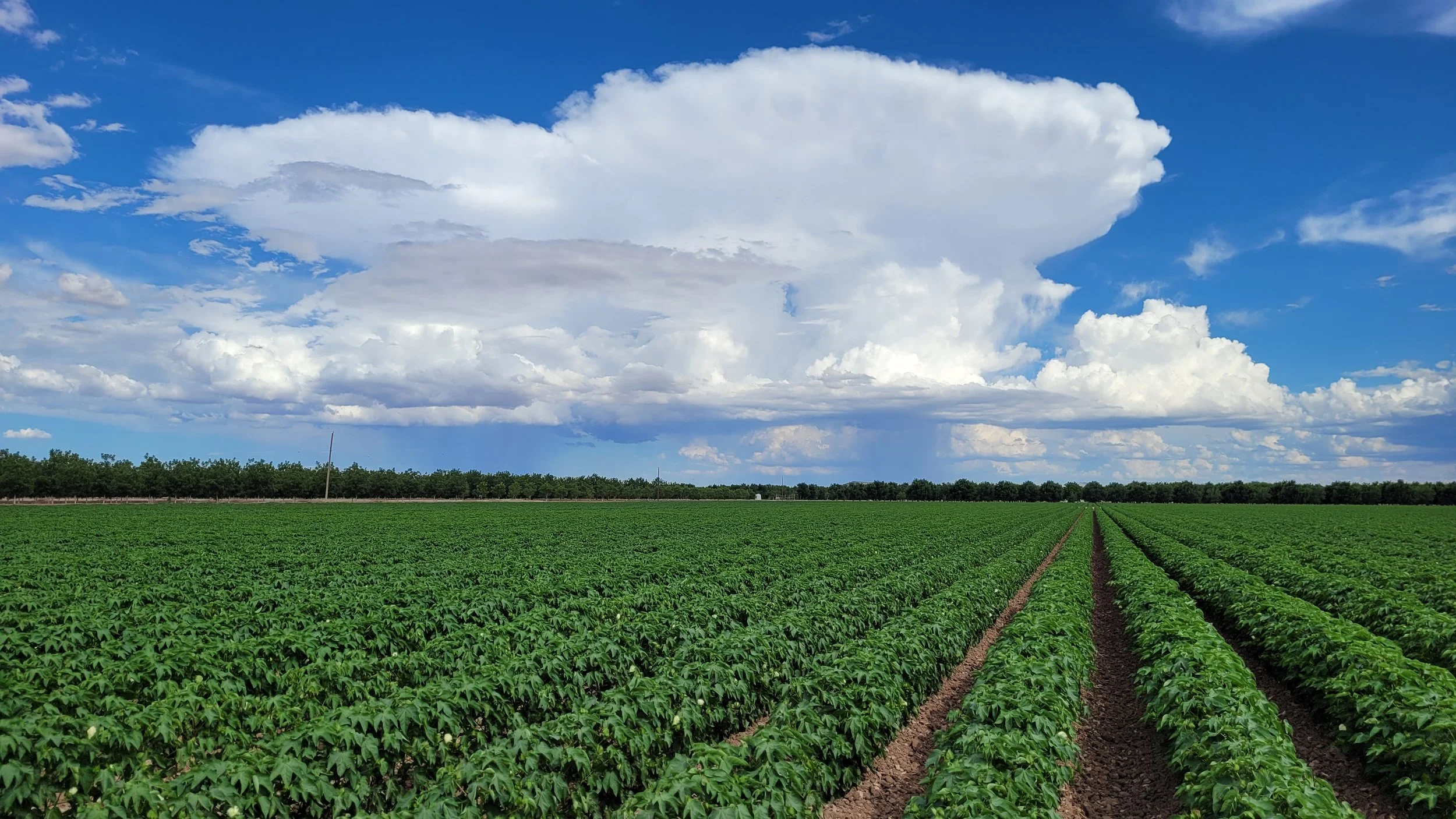 Cotton field and pecan orchard 5-22.jpg