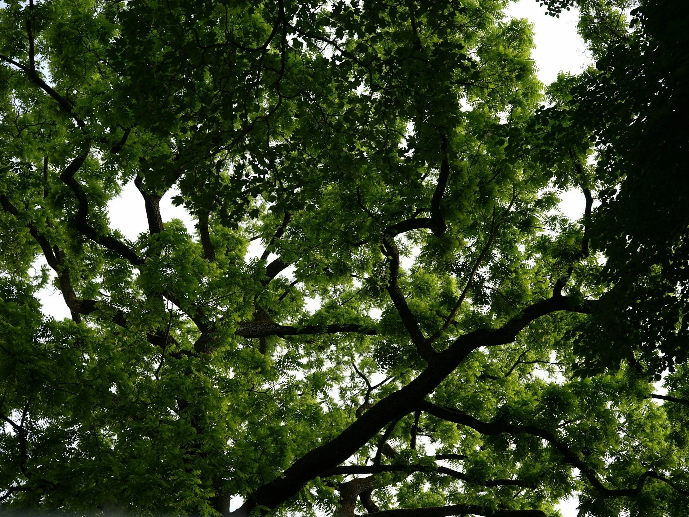 Building a Voice for Sustainable Finance