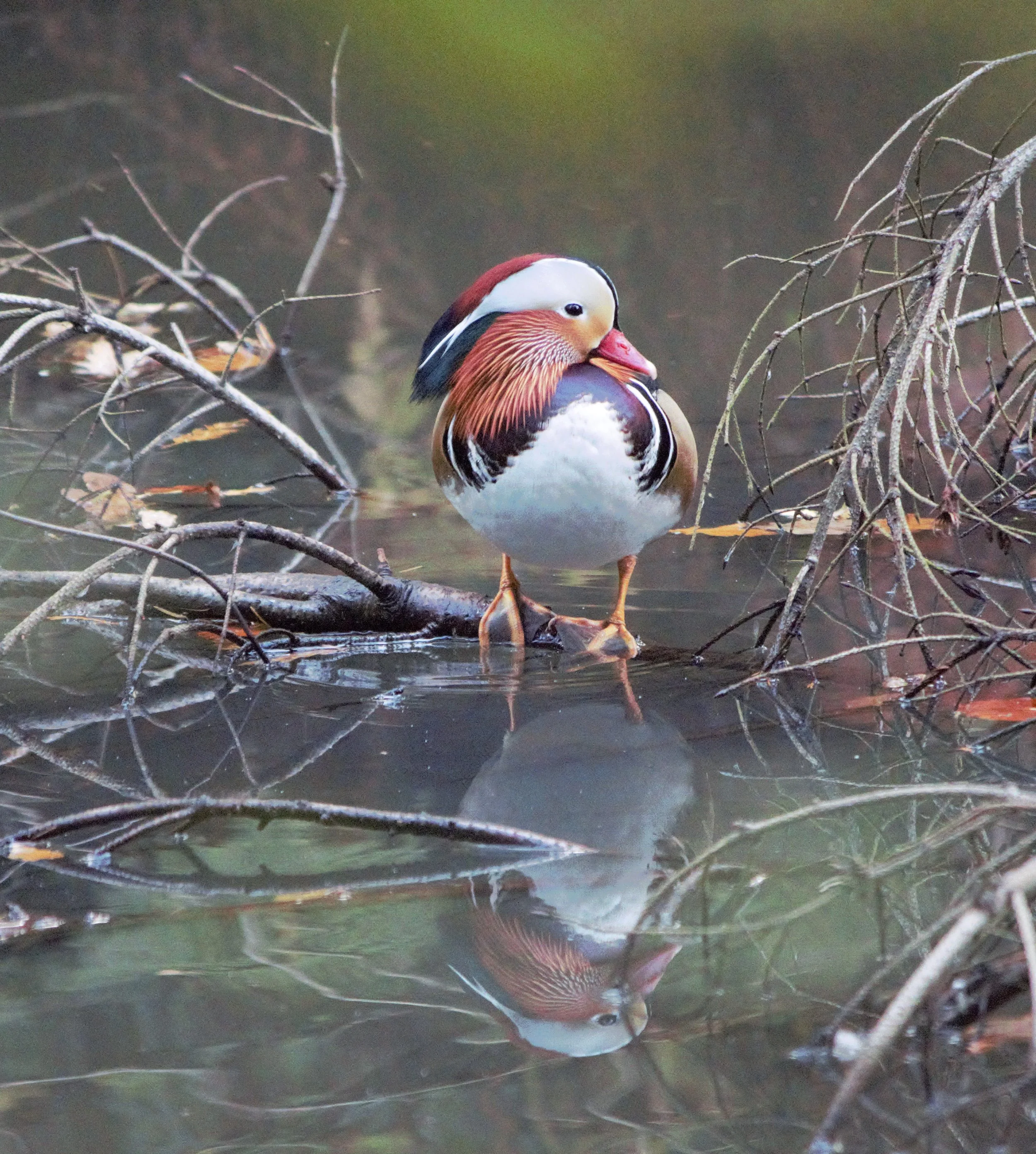 A Chinese Mandarin duck on a log, reflected in the water beneath.