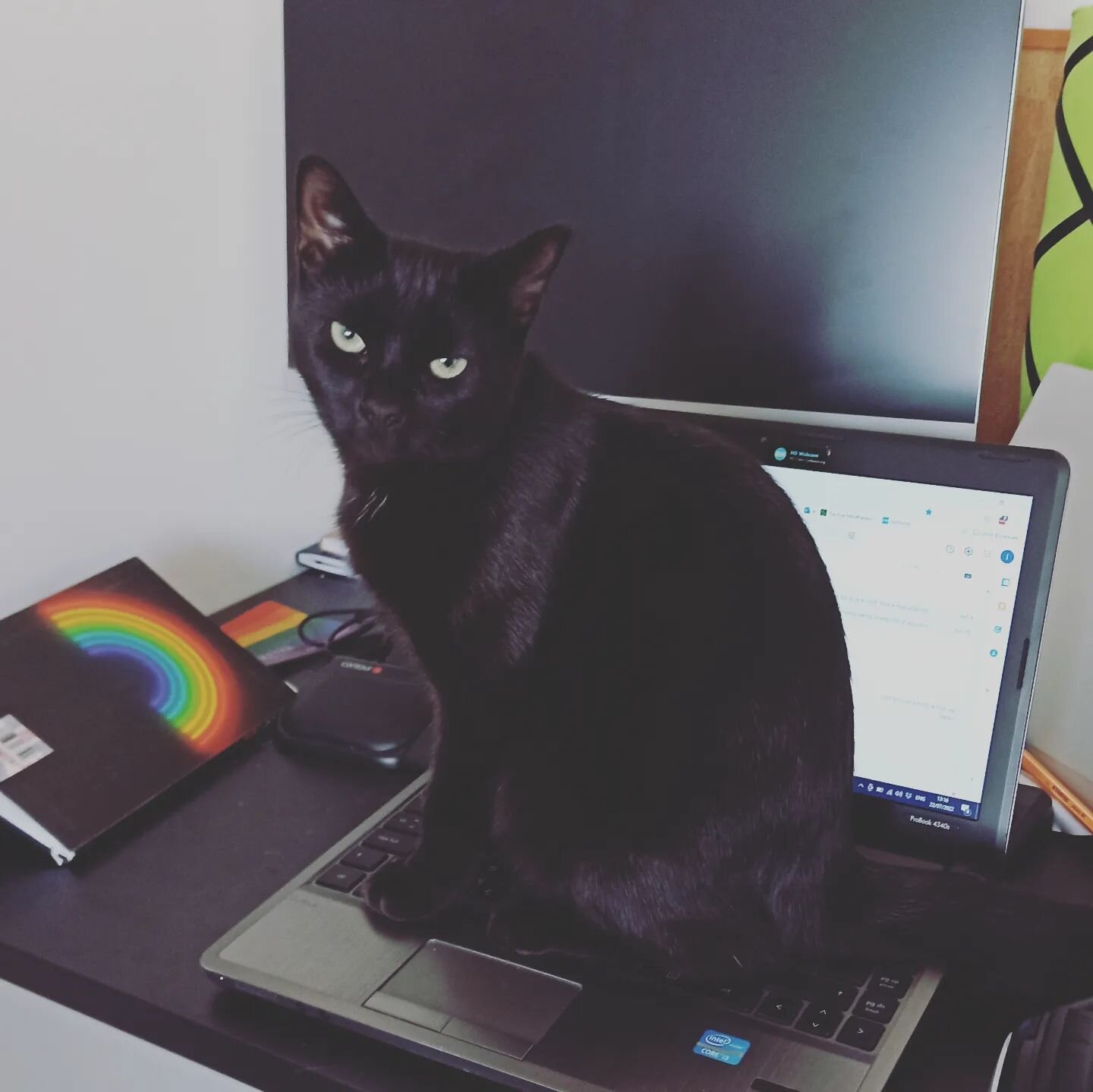Meet Luna! A very food driven cat from whom nothing in packaging is safe. She loves to sleep / sit / walk on the laptop and has more keyboard shortcut skills than me! 

I think she has the temperament to be a therapy cat as she loves people and will 
