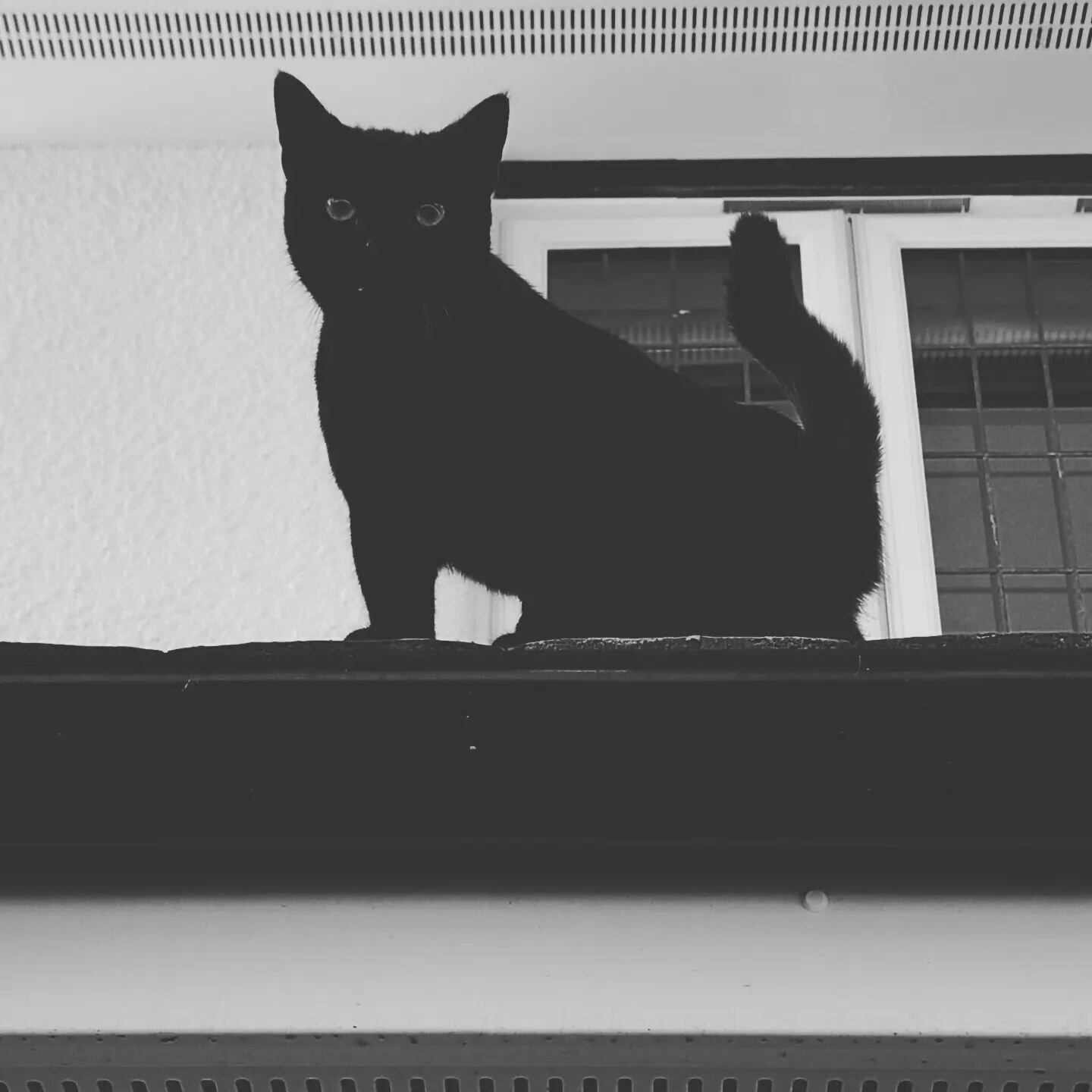 Feeling stuck? Counselling can help. 

Luna found her way onto the garage roof, was miaowing incessantly as she believed she was stuck as the fence was too narrow to jump back onto. I was able to encourage her through a window back to what she sees a