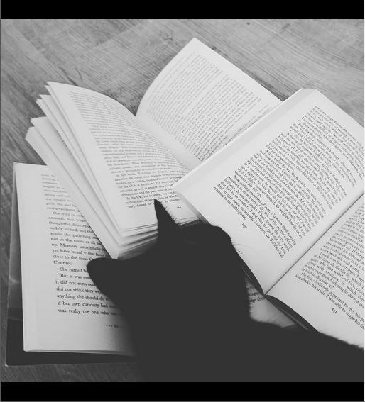 A black cat nosing into a pile of open books on a wooden table.