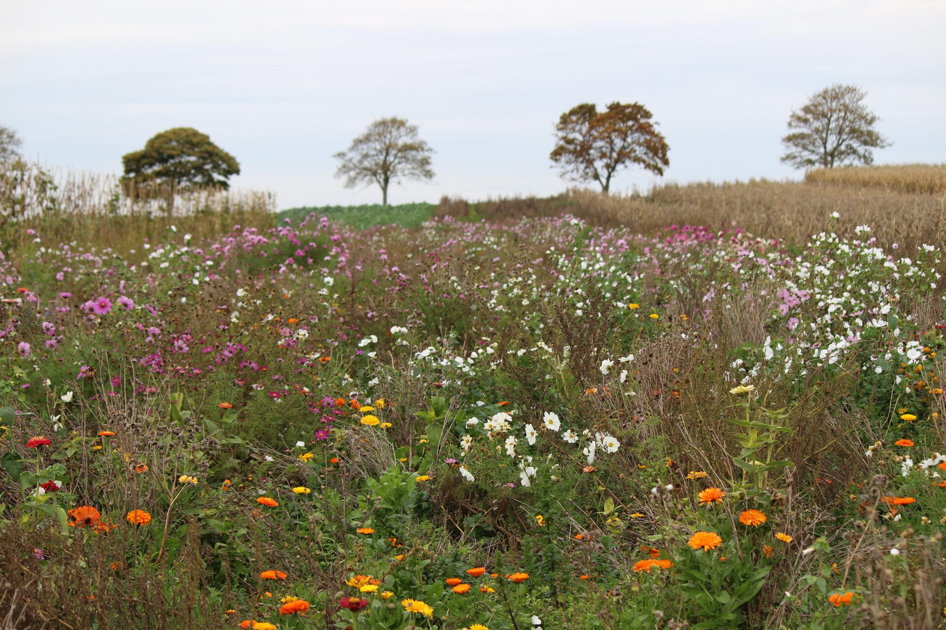 A meadow of colourful flowers. Two trees on the horizon.