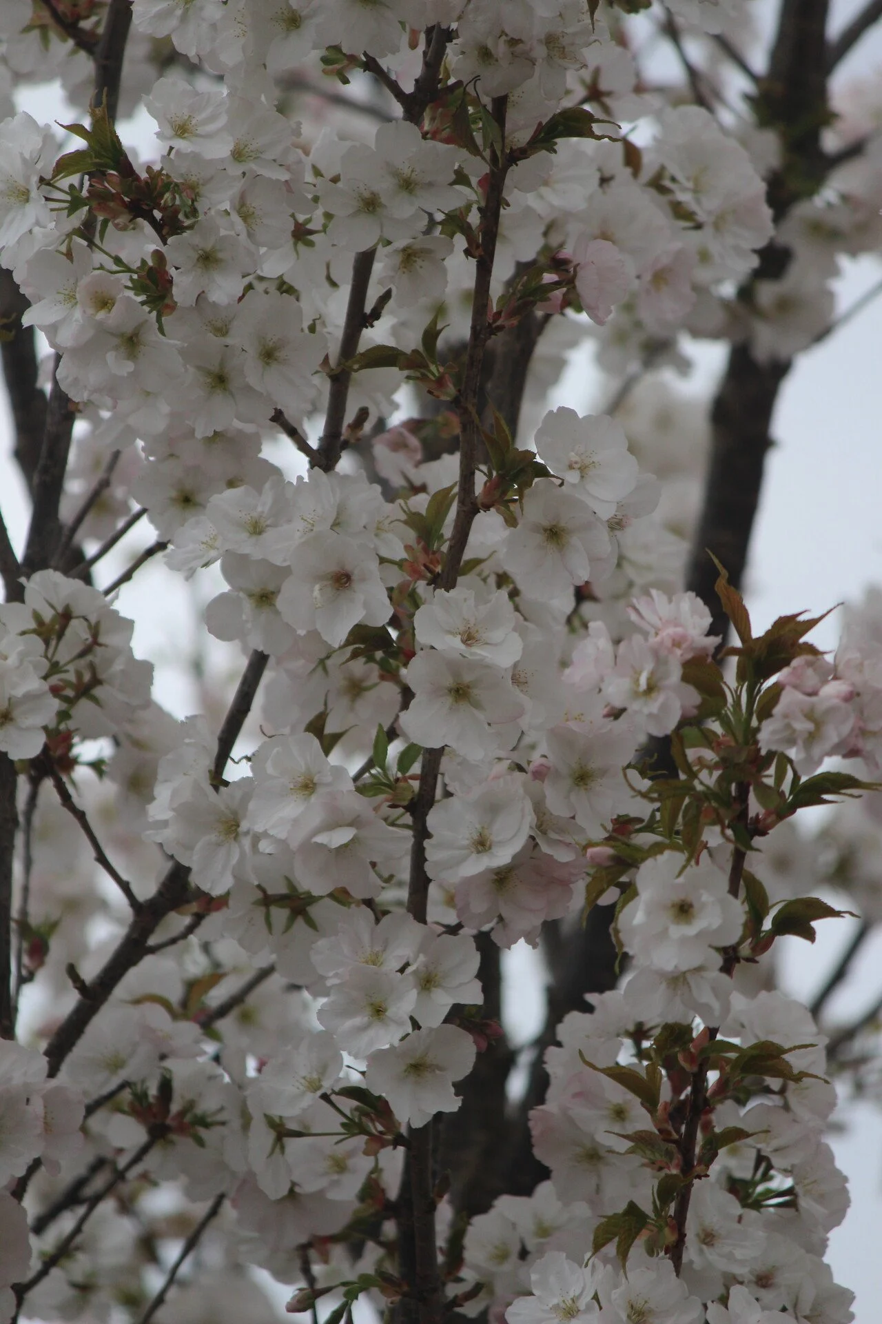 White blossom