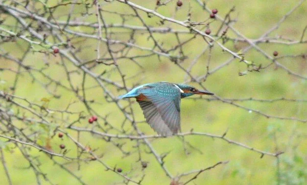A kingfisher bird in mid-flight among leafless branches with small red berries, set against a blurred green background.