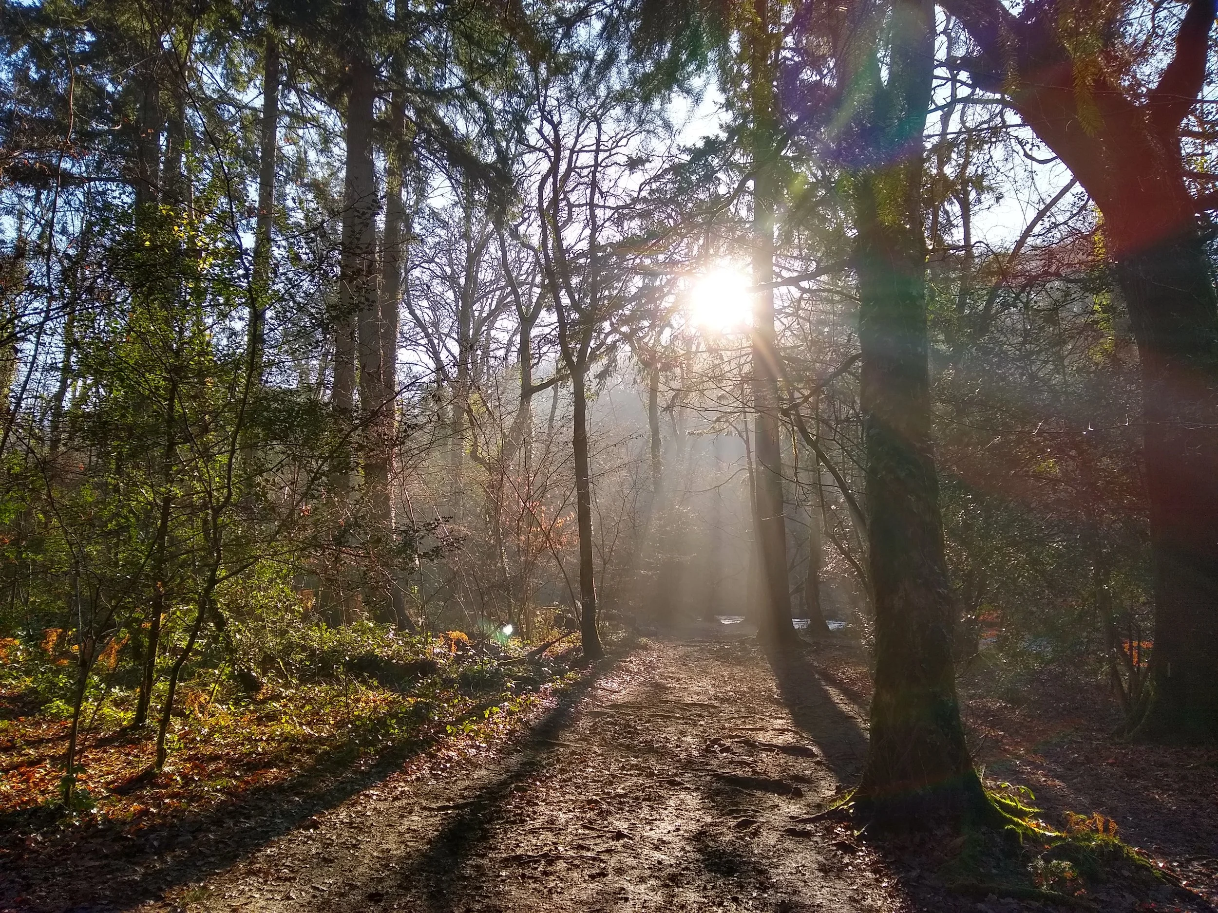 Sun shining through the trees in a mature woodland