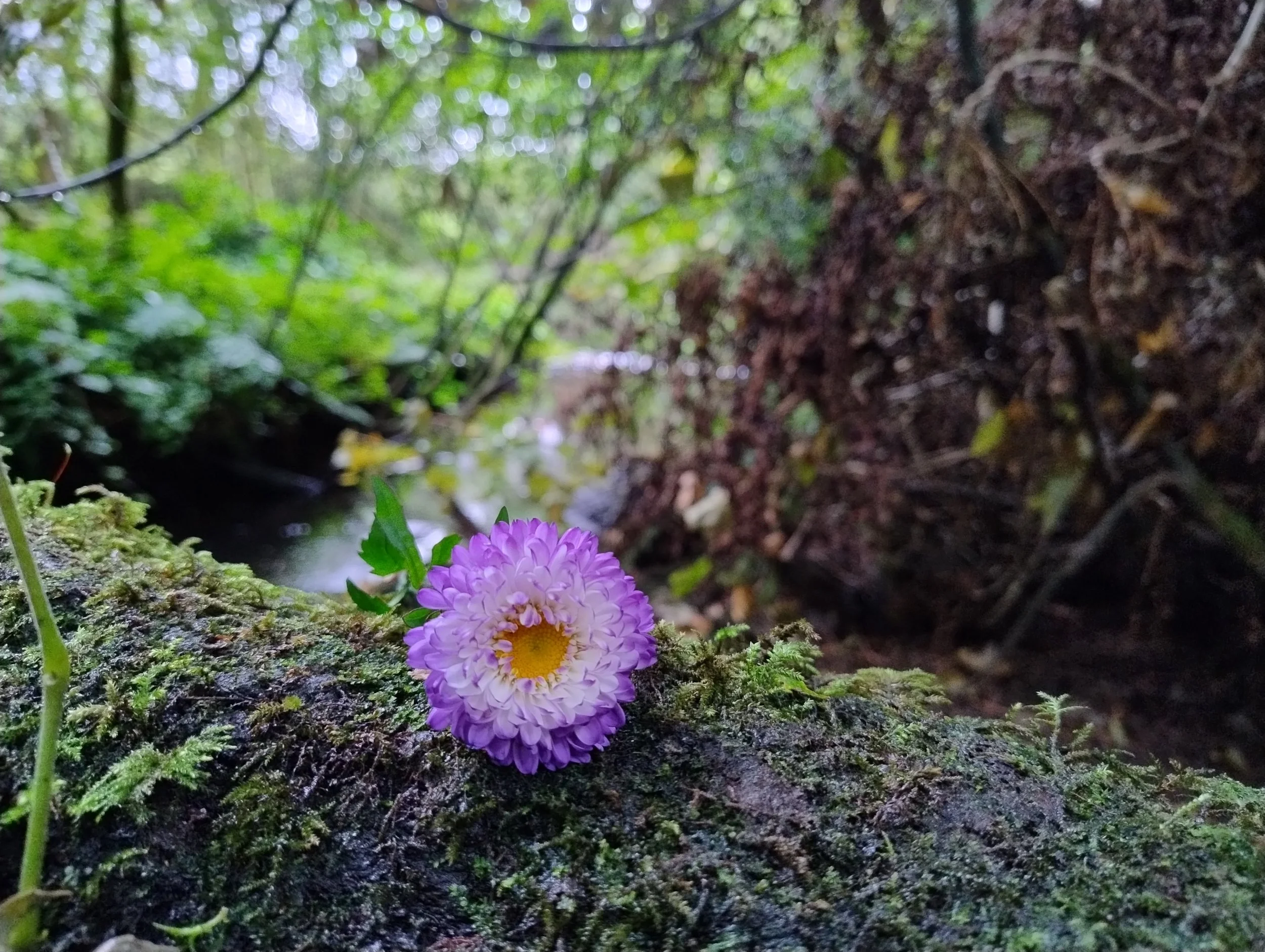 A purple flower with a yellow centre lays on a mossy log. In the background a river flows in a mature woodland.