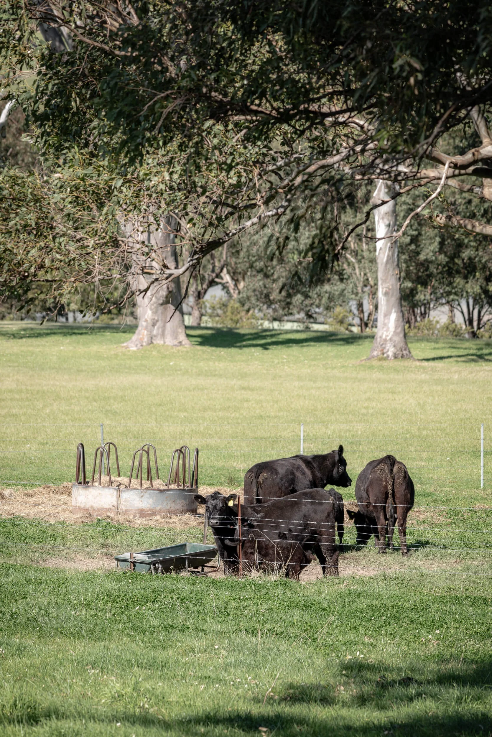 Untamed landscape integration at Seven Mile. Premium architectural photography and film documenting an off-grid custom build by QBC Constructions in Regional NSW.