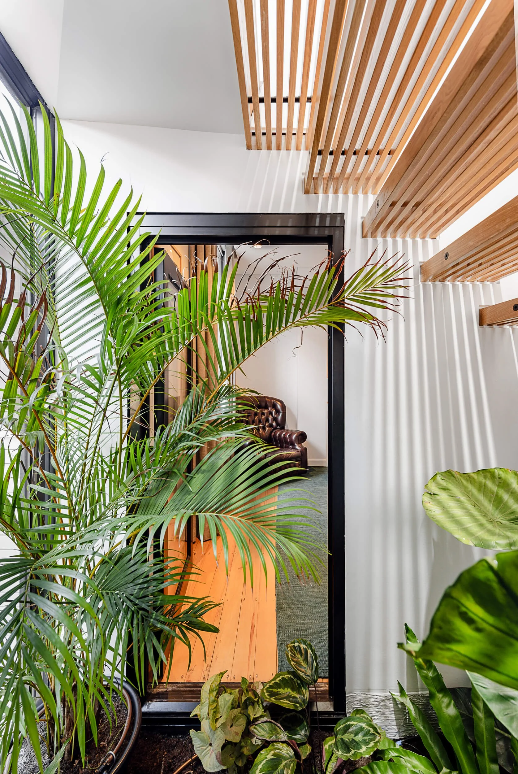 Lush central courtyard garden with indoor tropical palms, slatted timber ceiling details, and black-framed doorway threshold at Bondi Heights in Sydney, NSW