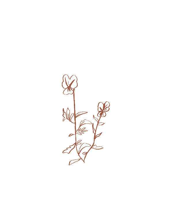 pensée-sauvage marron.png