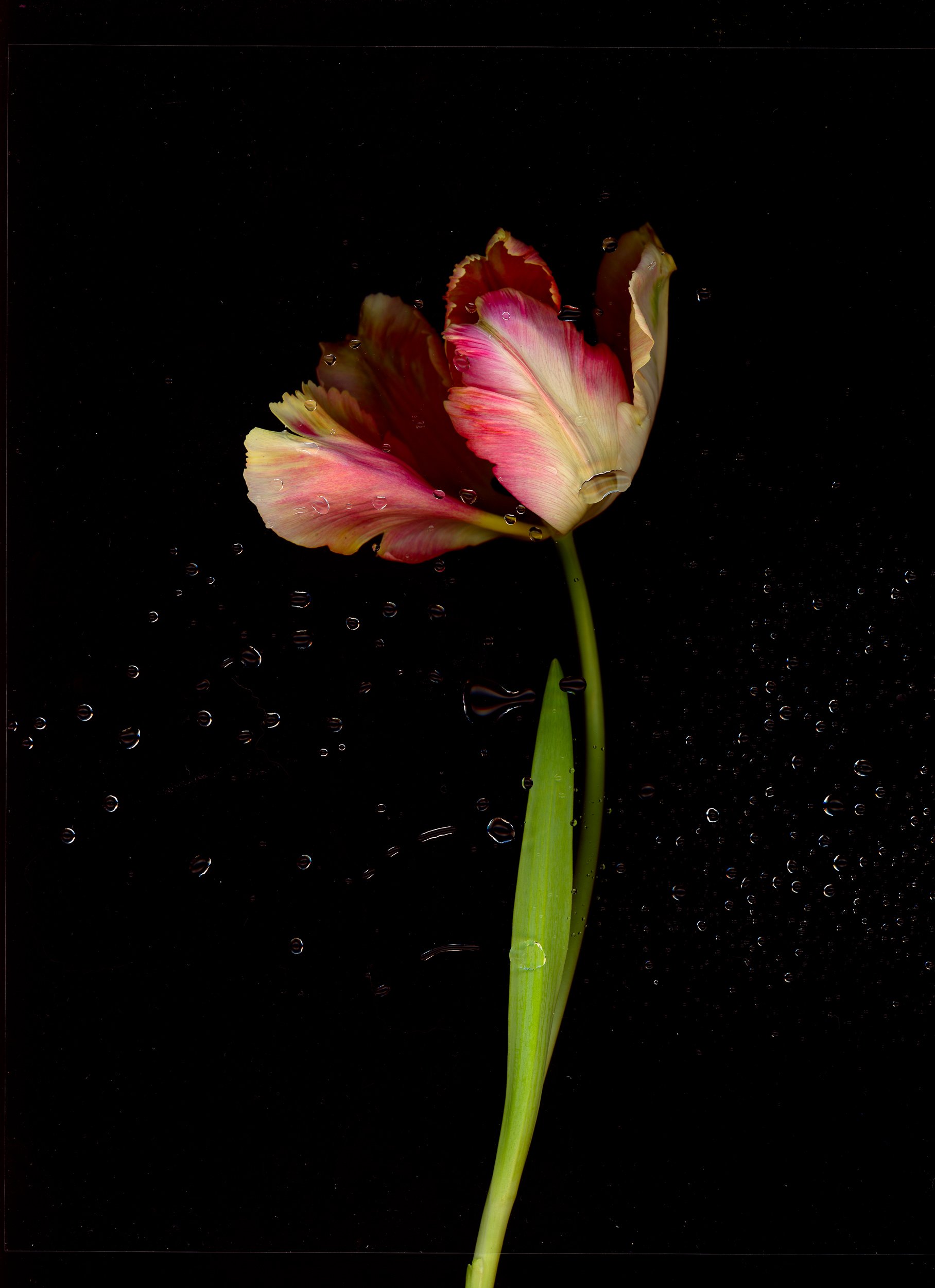 HN-Tulips-individual-group-1.jpg