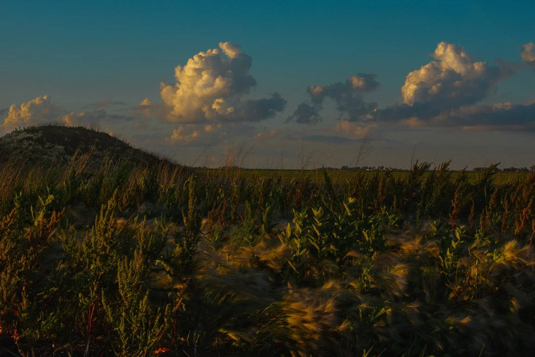 A field of tall grass or crops with a small hill in the background under a blue sky with scattered clouds