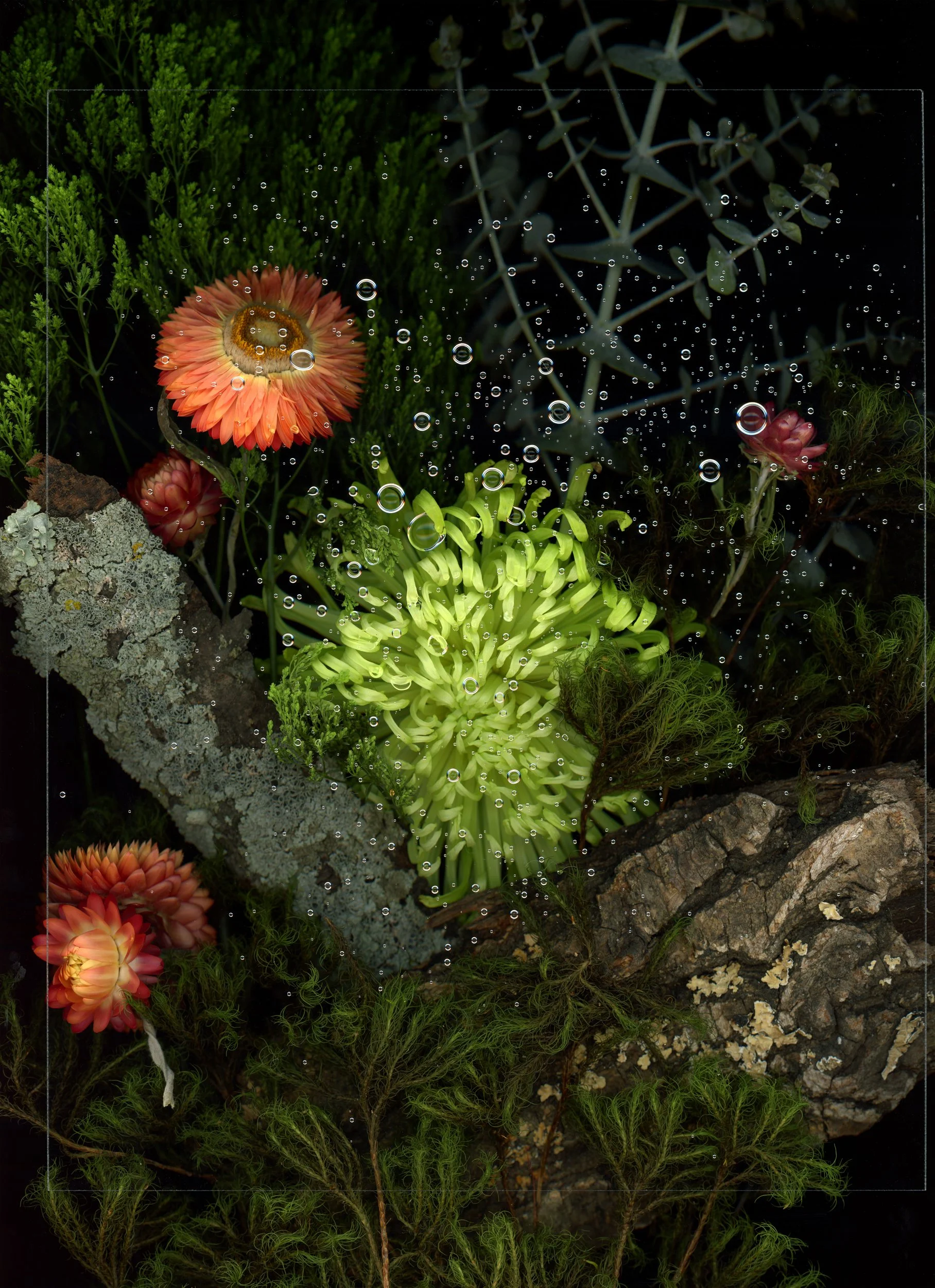 Various vibrant flowers and green plants arranged among rocks, including pinkish-orange flowers, a green flower, and different types of foliage with water droplets. This image showcases botanicals using the scanography technique.