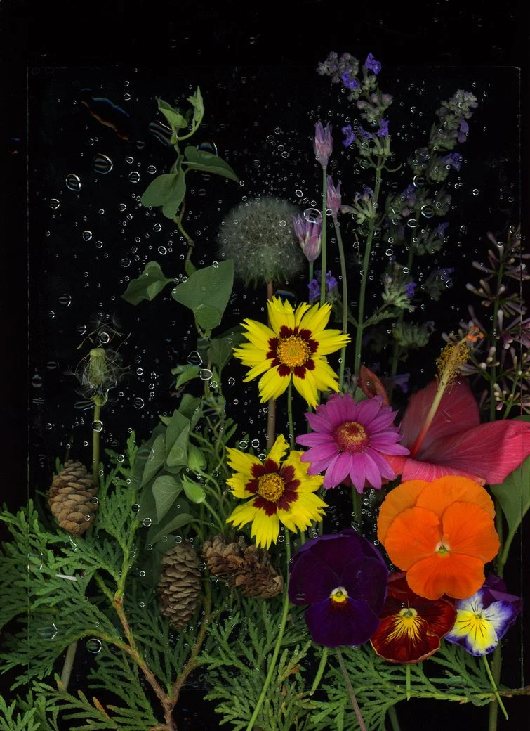 Assorted colorful flowers including pansies, daisy, and orchids with green leaves, pinecones, and water droplets on a black background. This image showcases botanicals using scanography. 