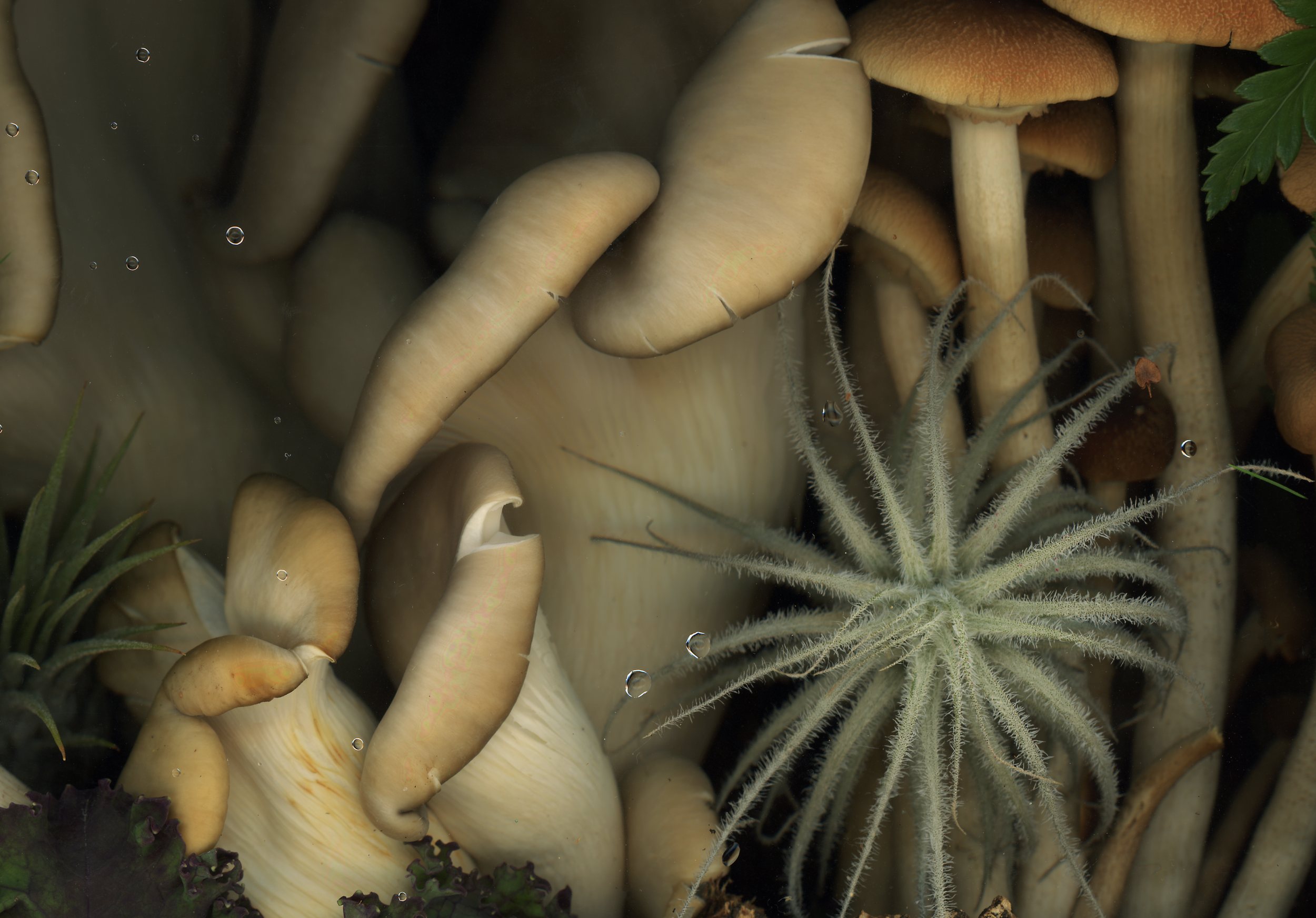 Close-up of various mushrooms and a small green plant with thin, fuzzy leaves. Created with scanography