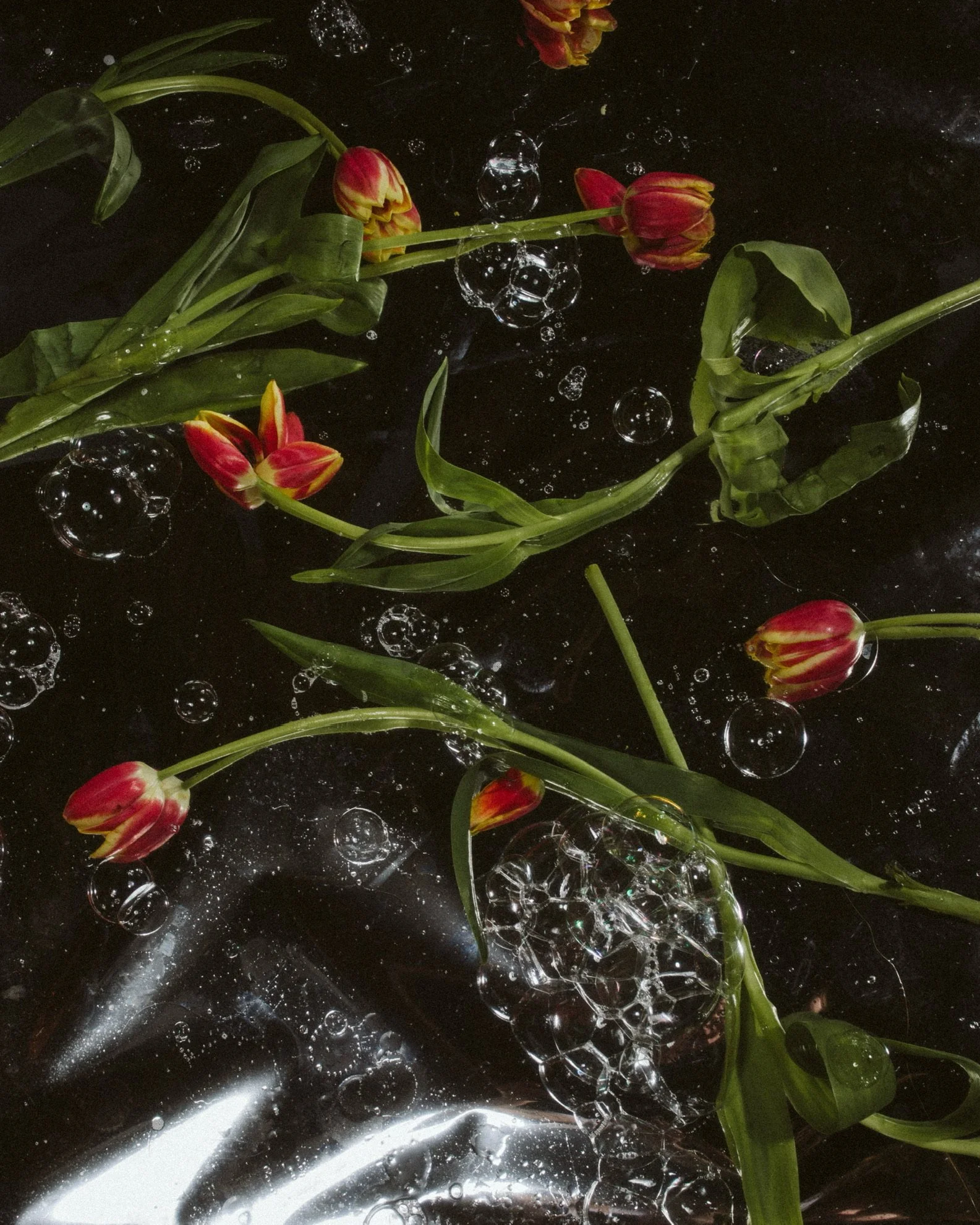 Red and yellow tulips floating on a shiny black surface with bubbles and water reflections.