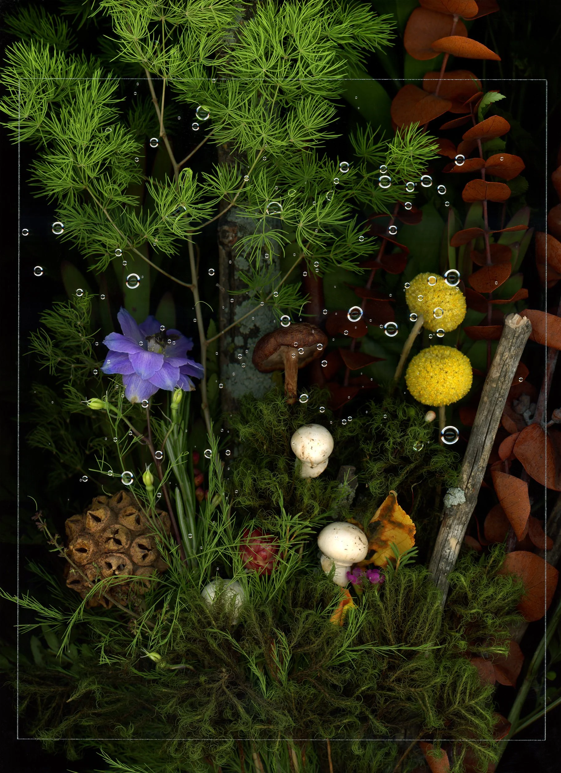 A close-up of a miniature forest scene with green leaves, purple flowers, mushrooms, moss, and a dried seed pod, surrounded by orange-red foliage. This image showcases botanicals using scanography. 