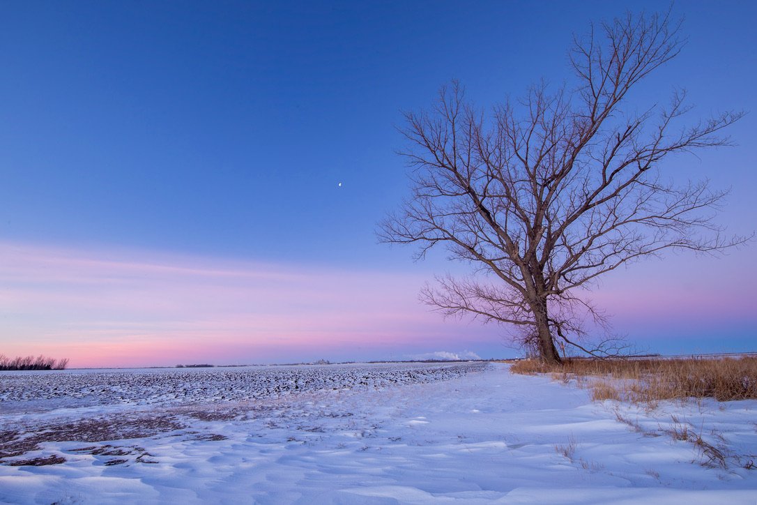 A leafless tree standing in a snowy field under a colorful sky with the moon visible, during twilight.