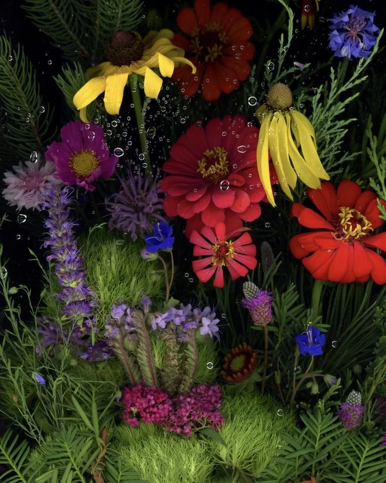 Colorful wildflowers and green foliage with the appearance of being underwater with water droplets. This image showcases botanicals using the scanography technique.