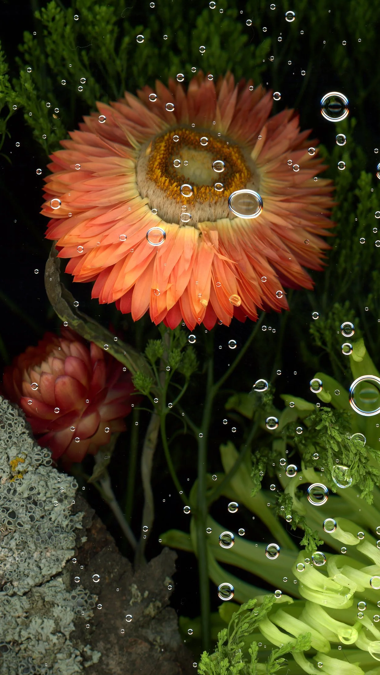 A pink-orange flower with bubbles around it, surrounded by green plants and moss. This image showcases florals using the scanography technique.