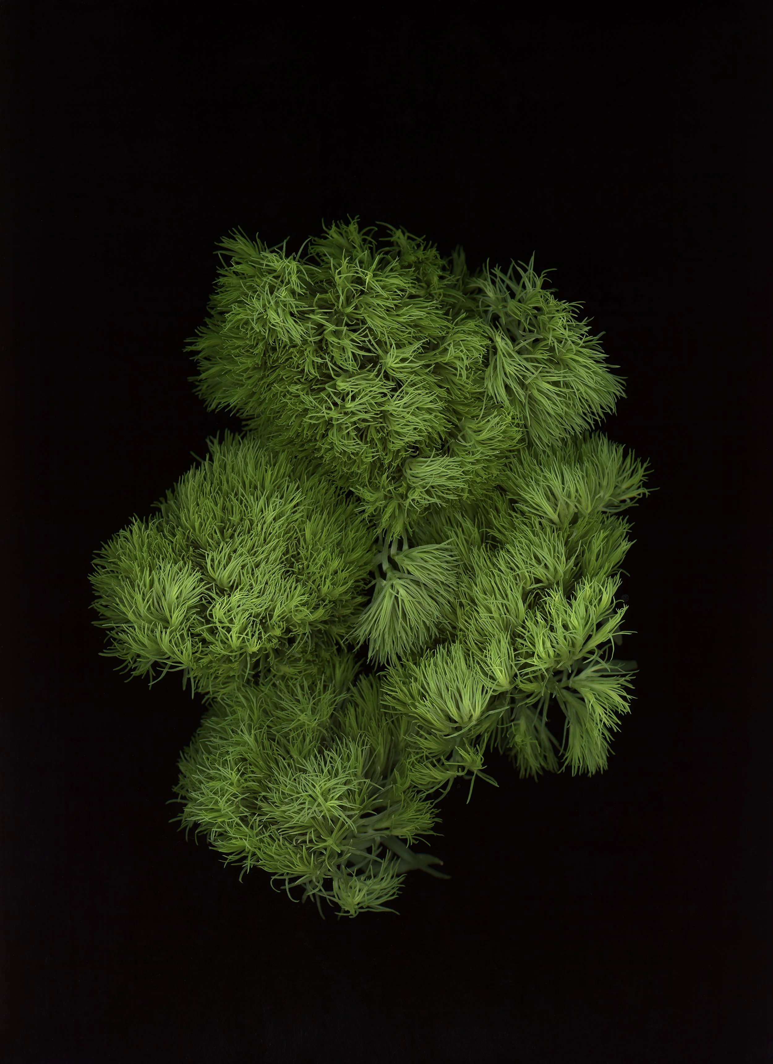 dianthus.jpg