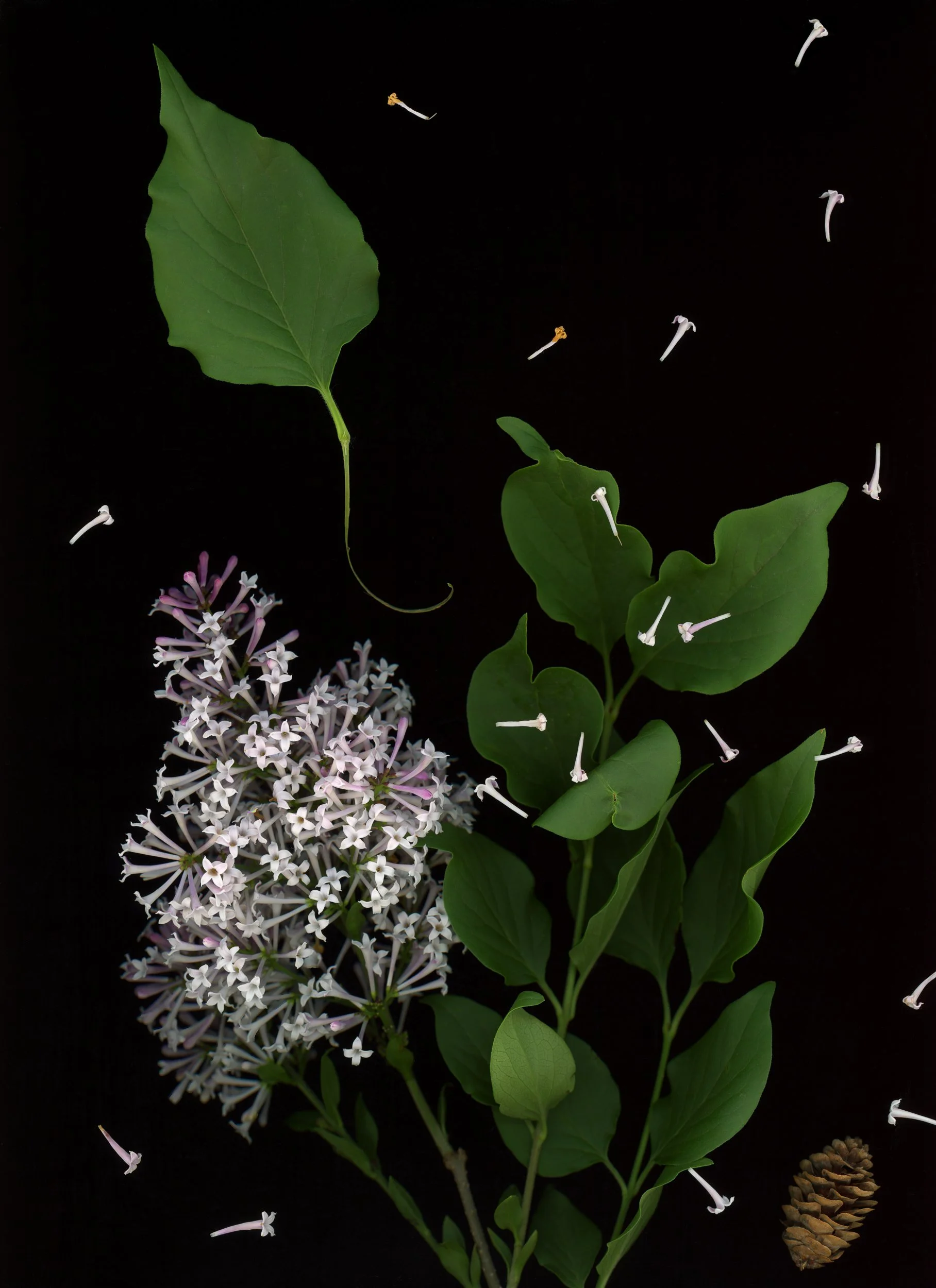 Arrangement of green leaves, flowering plant, pine cone, and fallen flower petals on black background. This image showcases botanicals using scanography. 