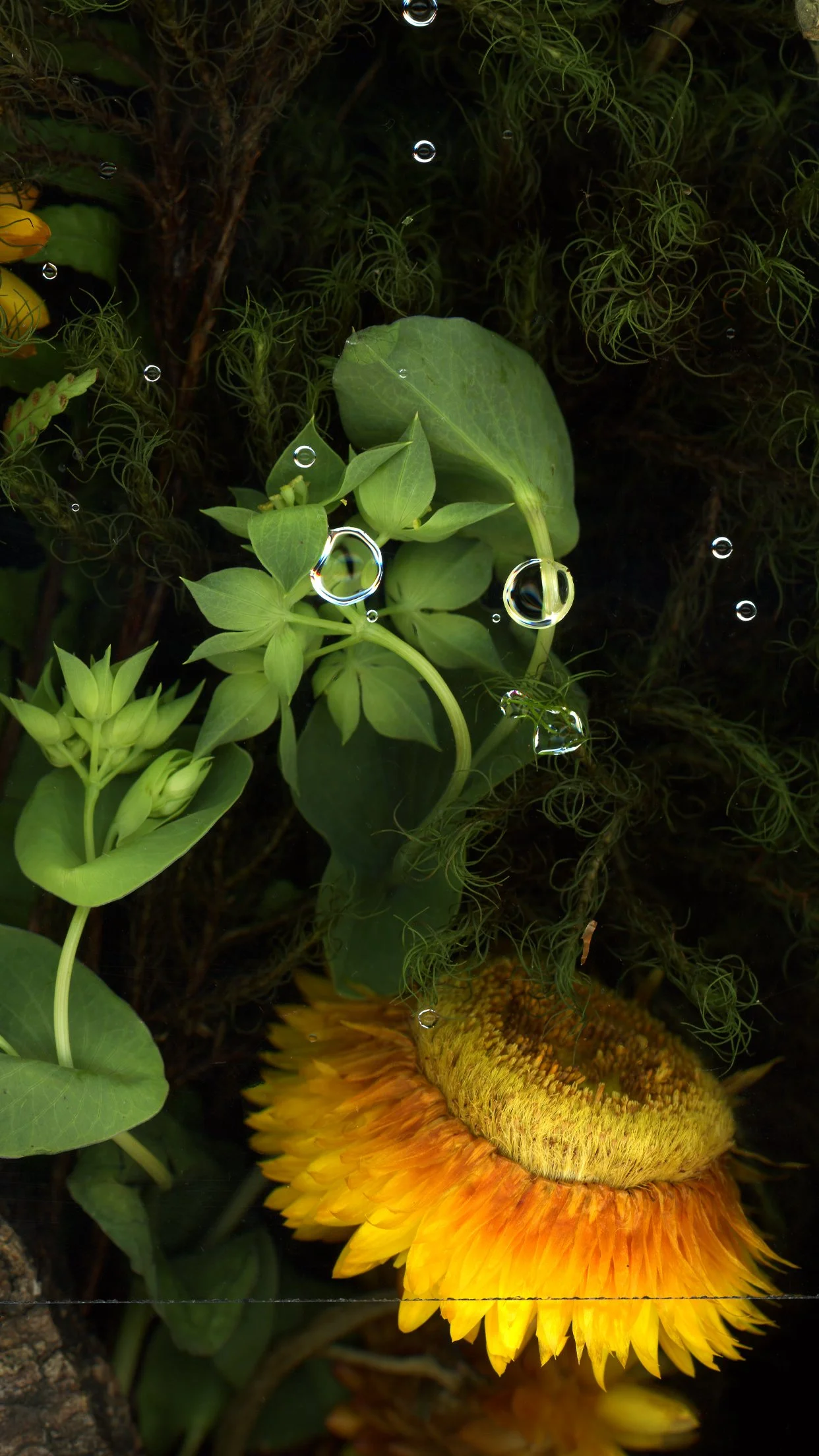 Close-up of a strawflower with green leaves, small green plants, and water droplets. This image showcases florals using the scanography technique.