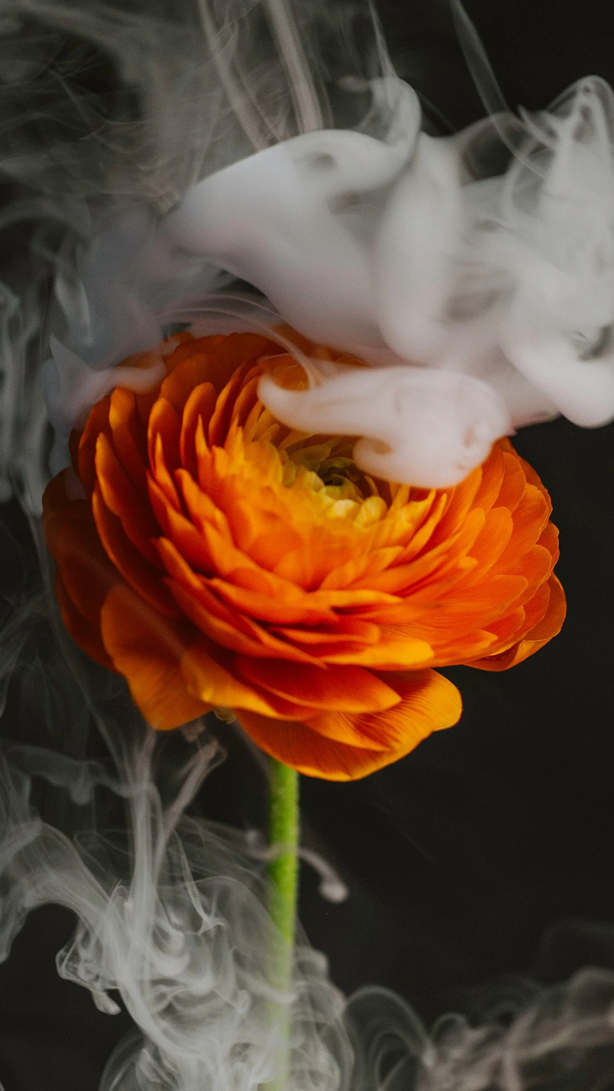 haley_nelson_plzdontstealmyshit-floral-smoke-14.jpg