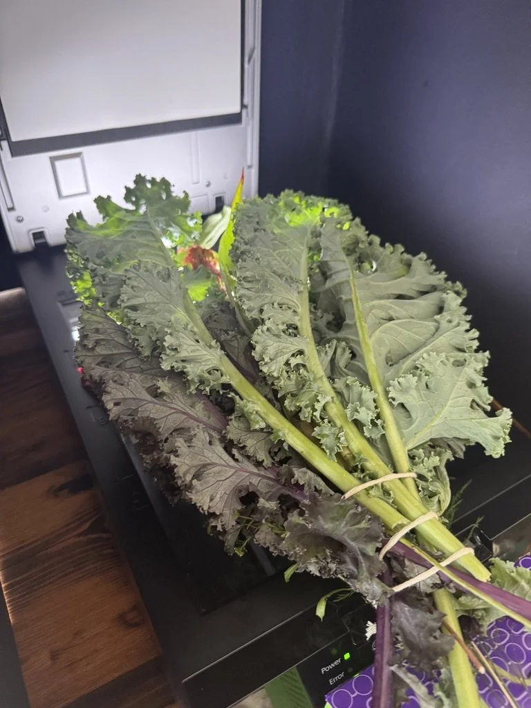 A bunch of fresh kale leaves laid over a black electronic scanner. Epson Perfection V600. Created with scanography