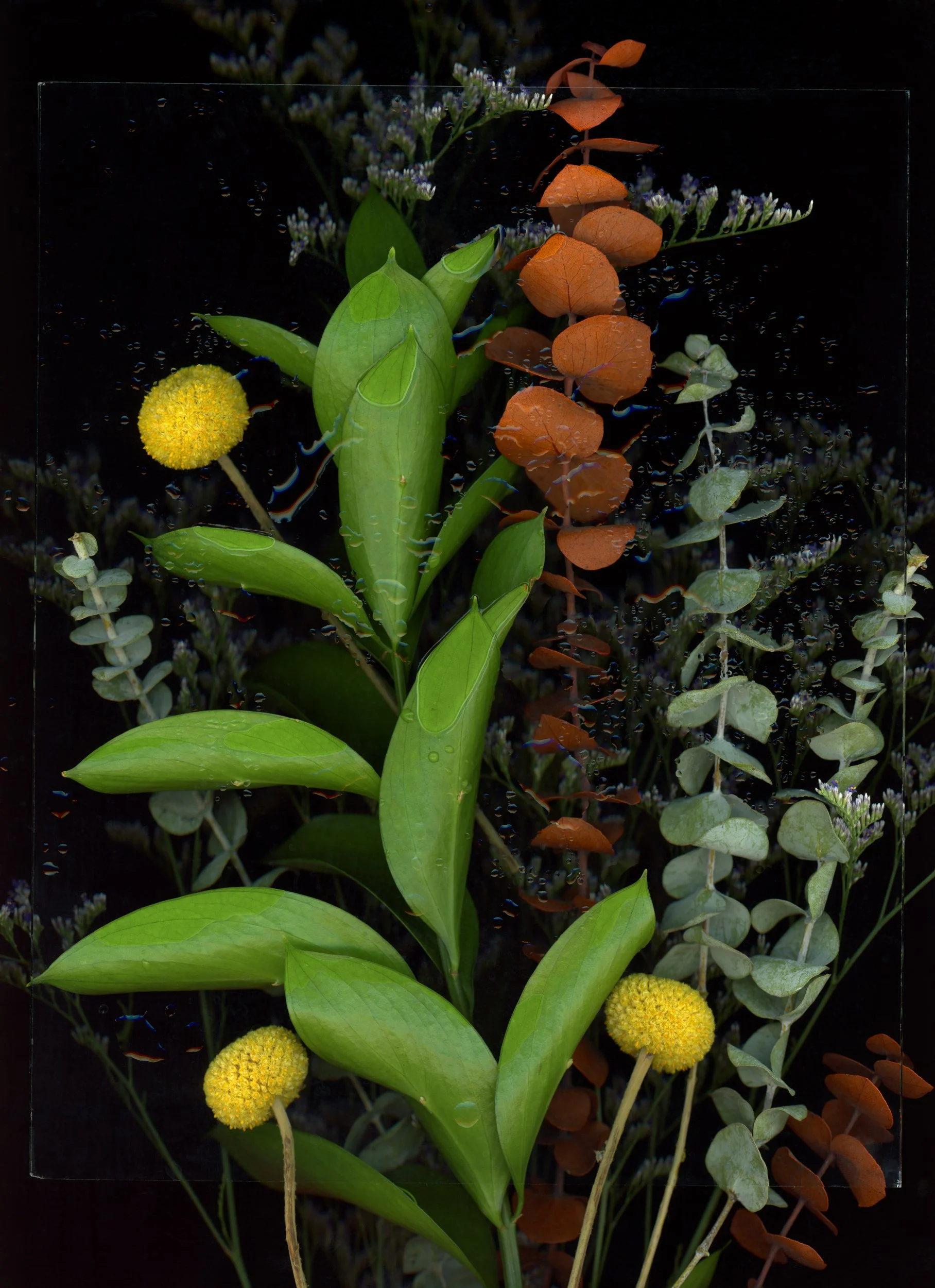 Arrangement of various green, orange, and purple plants and flowers, including large green leaves, small white and purple flowers, a yellow spherical flower, and orange-brown leaves, layered on a dark background. This image showcases botanicals using