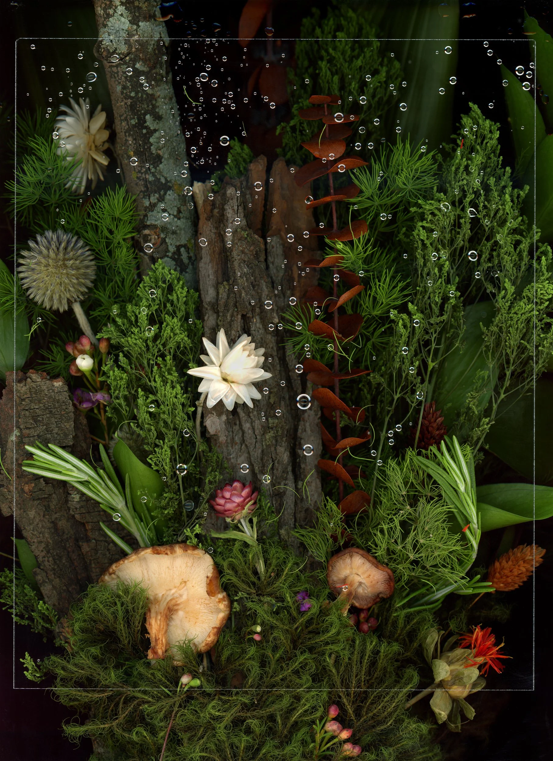 A close-up of a miniature forest scene with various green plants, mushrooms, moss, and flowers growing on and around tree logs and bark, with water droplets on a transparent panel in front. This image showcases botanicals using scanography. 