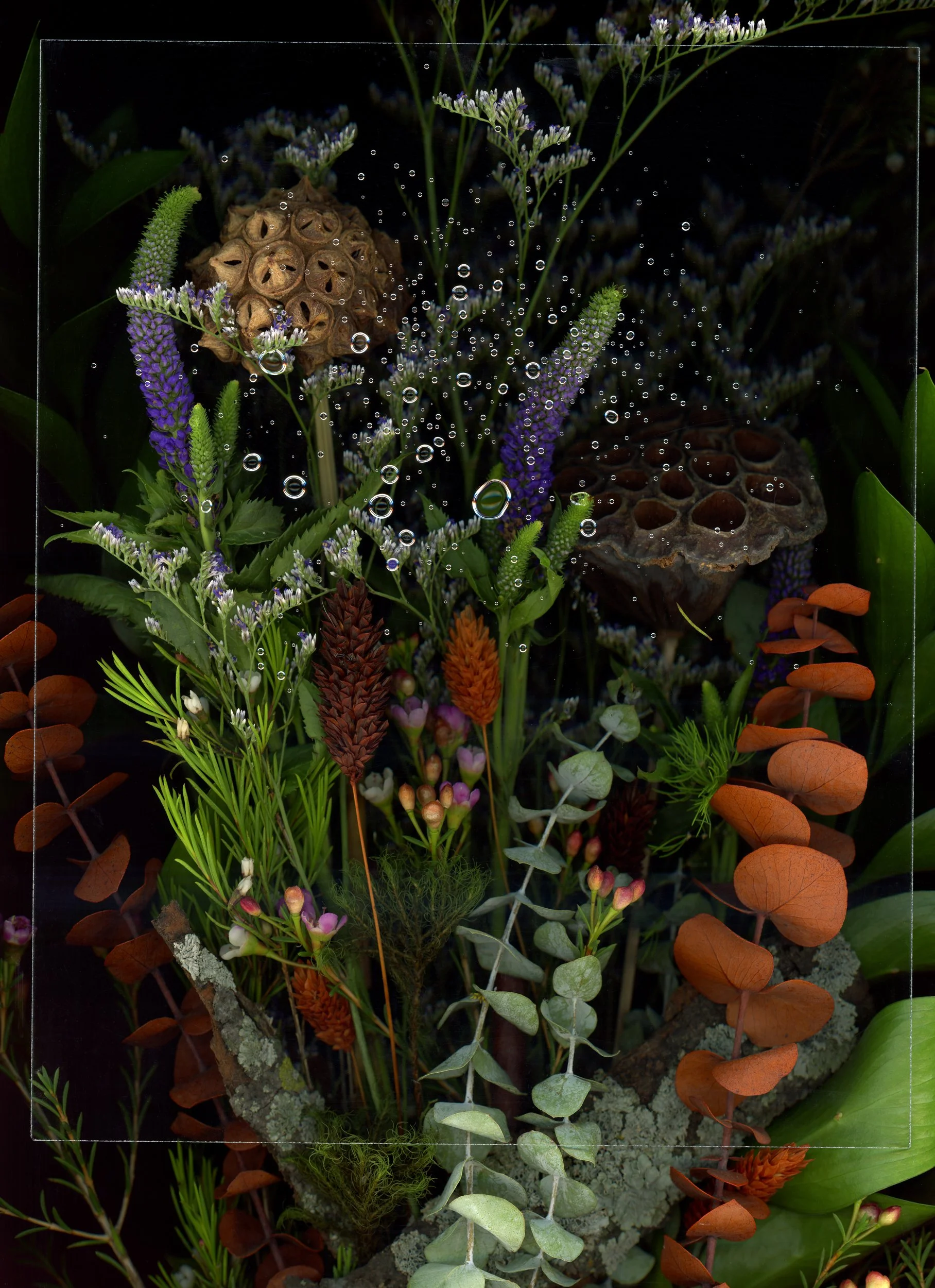 A close-up photo of various herbs and flowers with water droplets on a glass surface. This image showcases botanicals using the scanography technique.